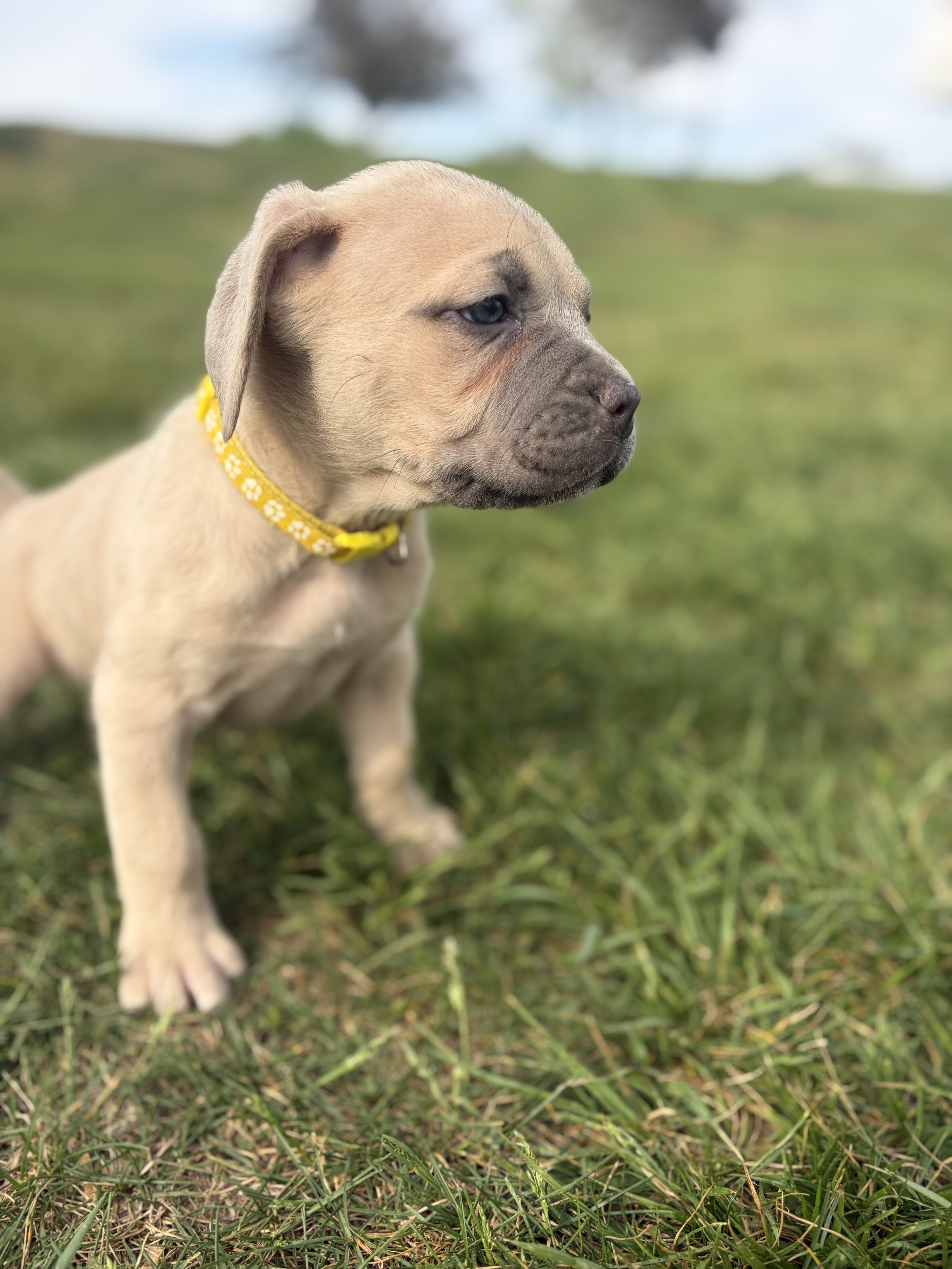 Cane corso babies image 4