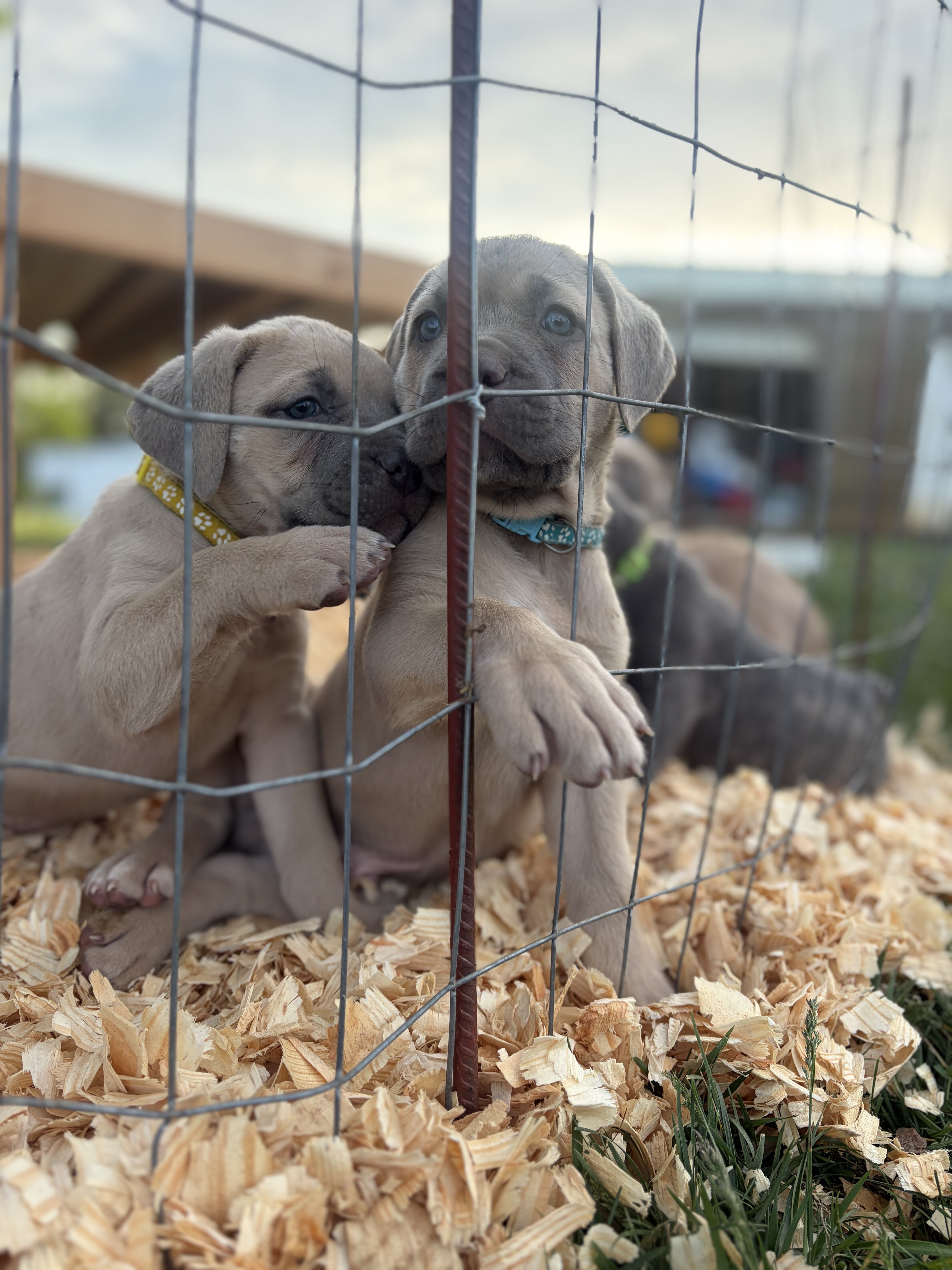 Cane corso babies image 3