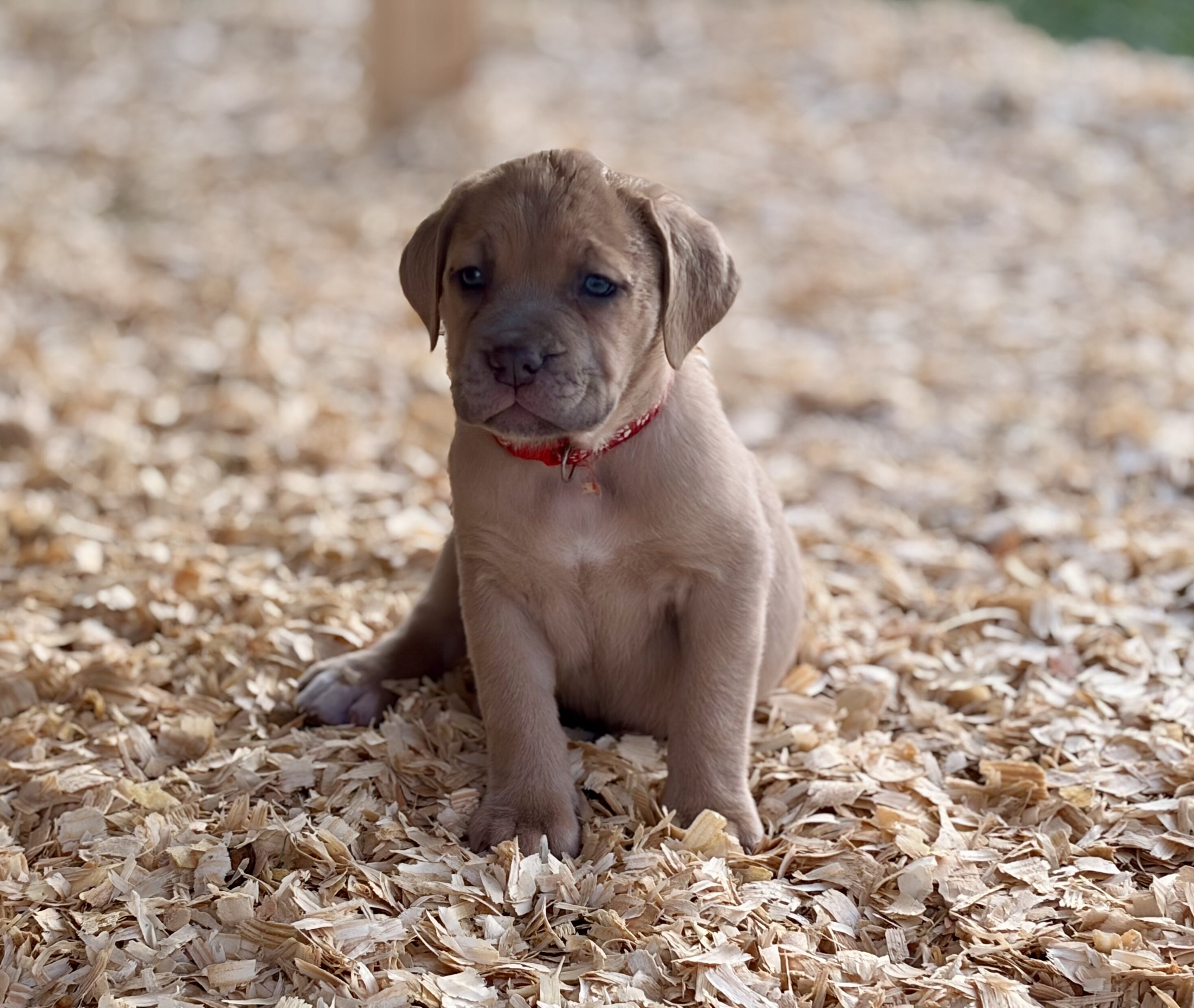 Cane corso babies image 1