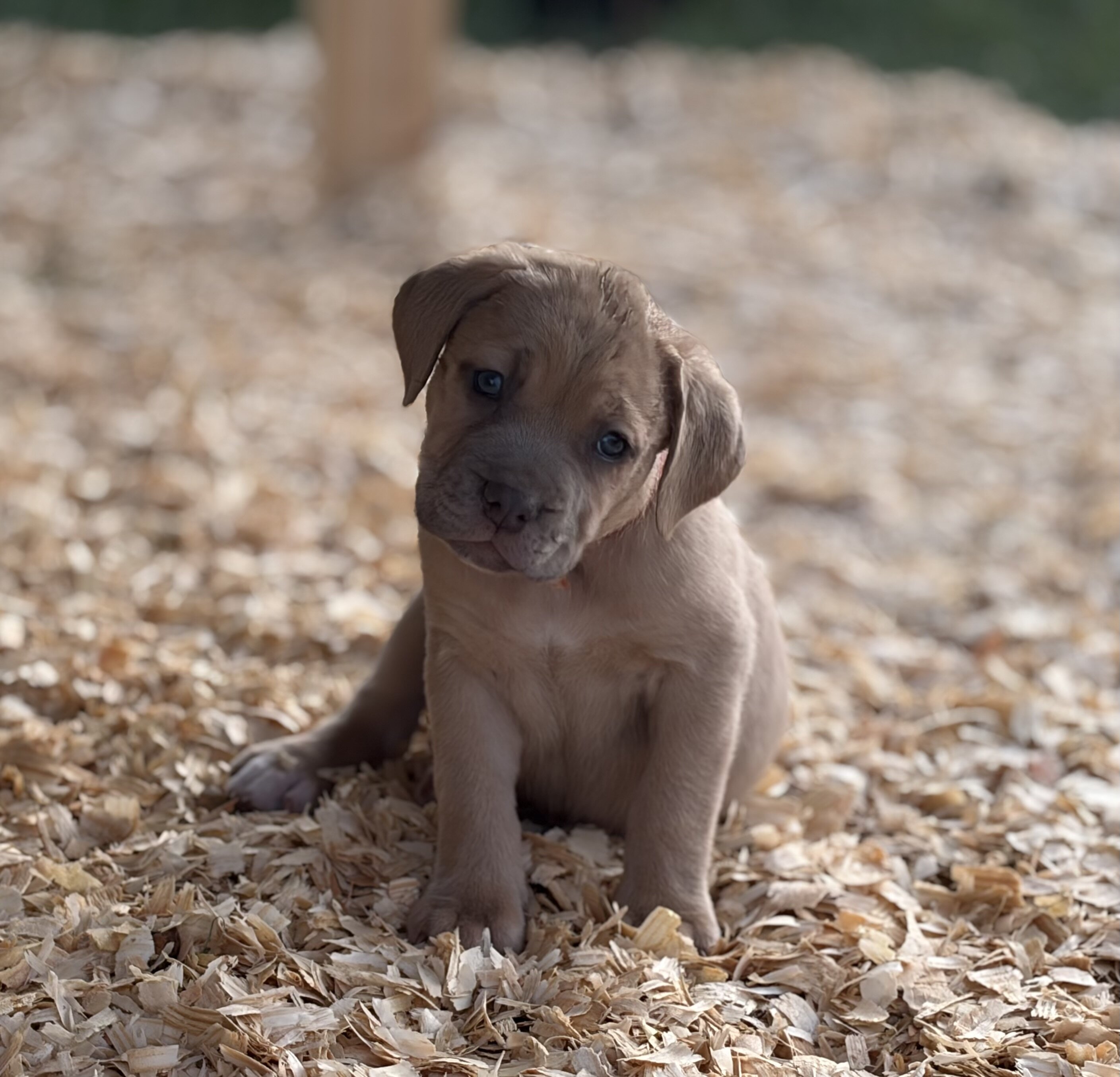 Cane corso babies image 2