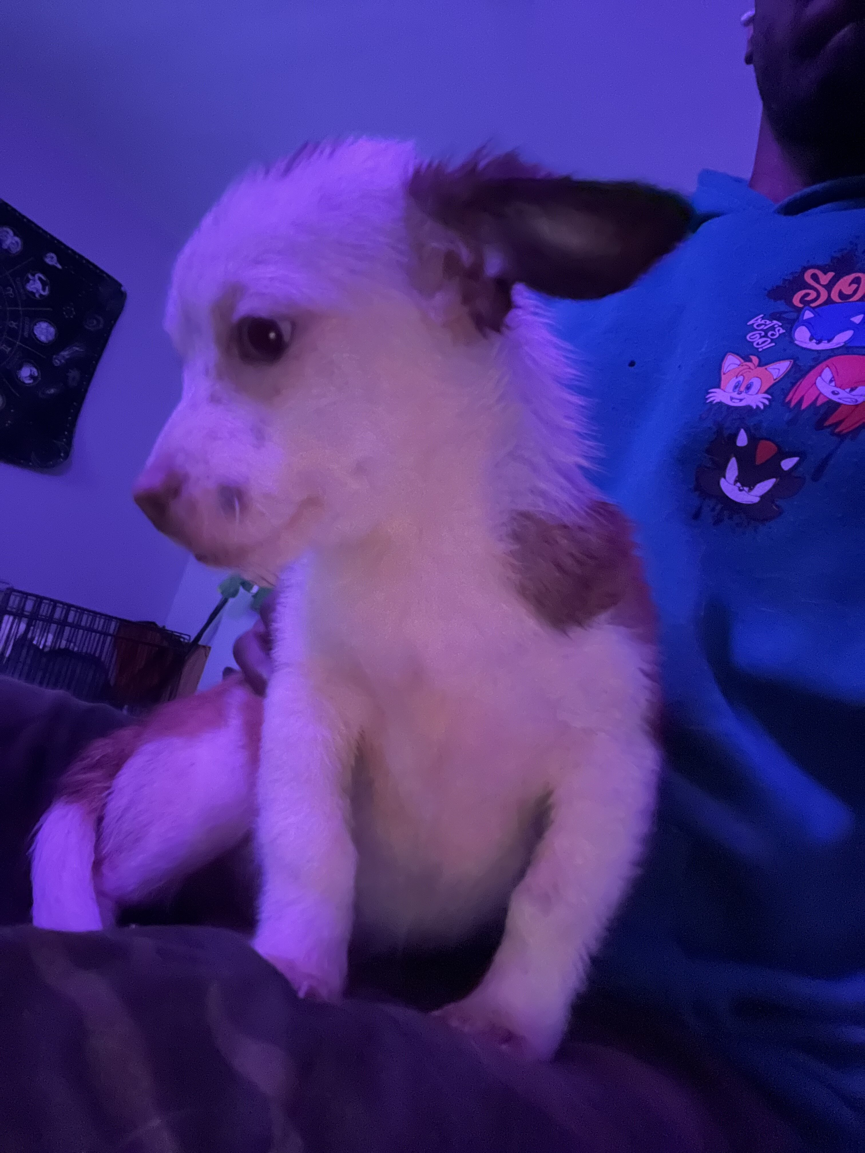 3 Pups For Sales (individually) image 7