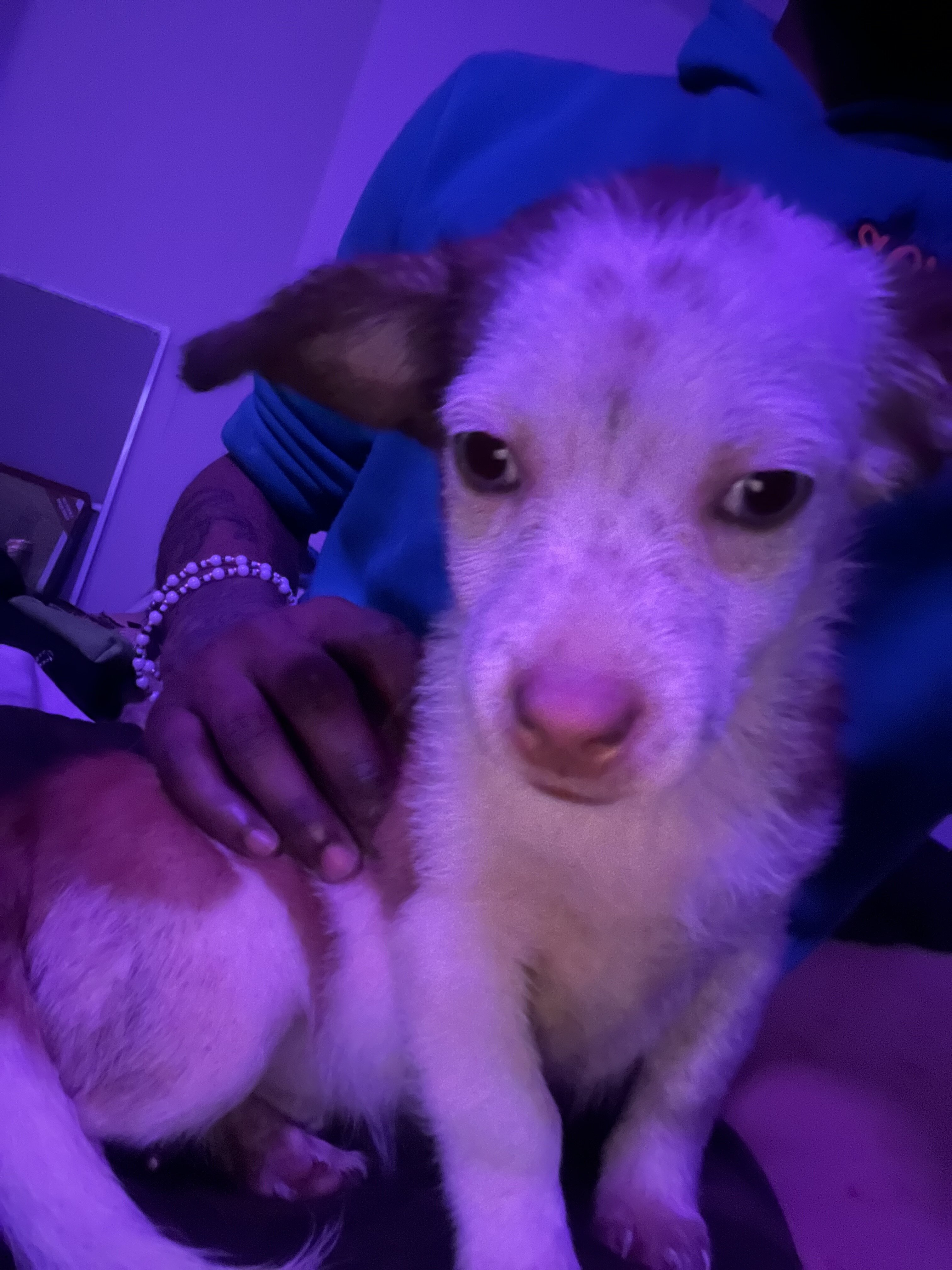 3 Pups For Sales (individually) image 6