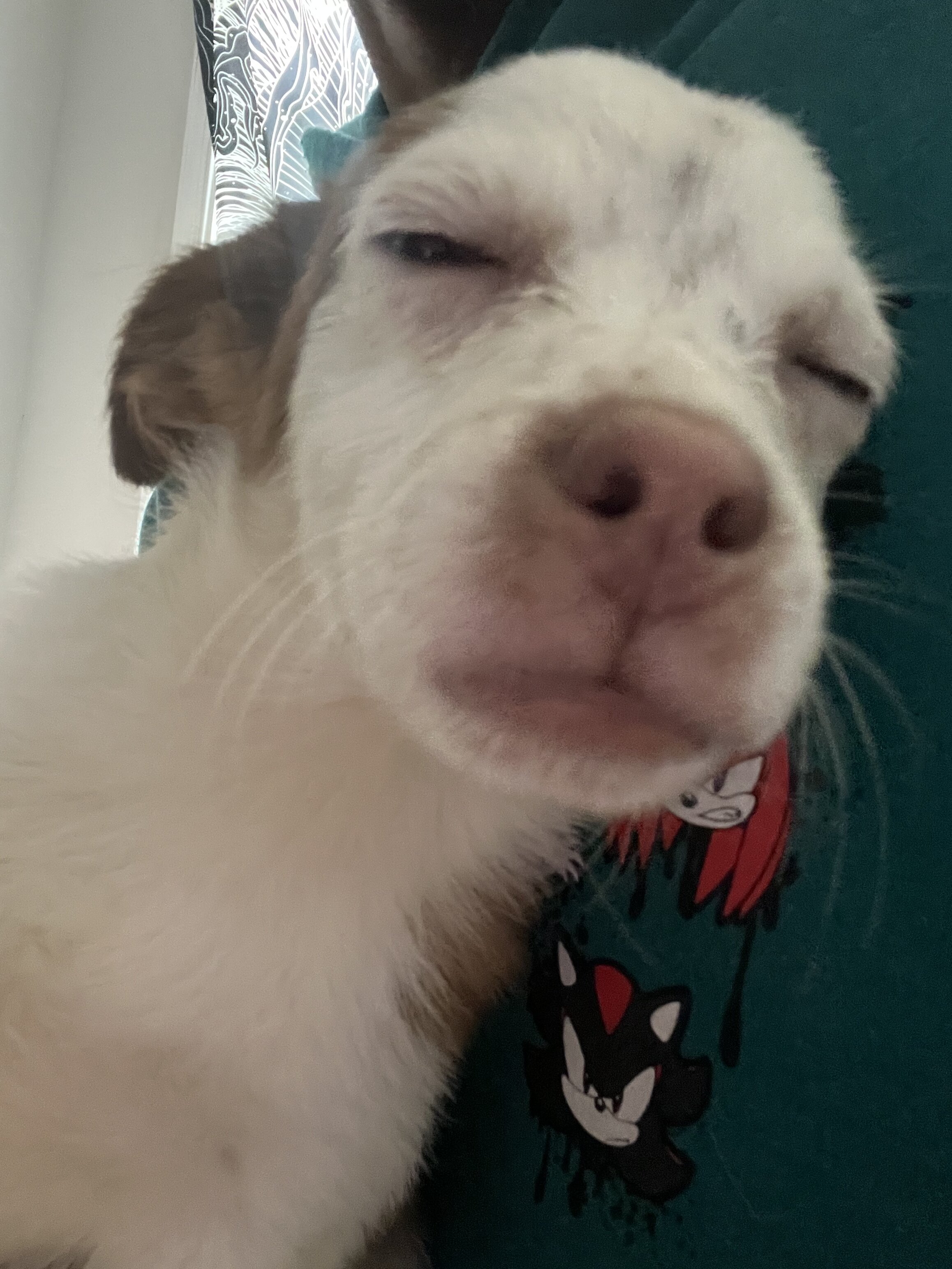 3 Pups For Sales (individually) image 5