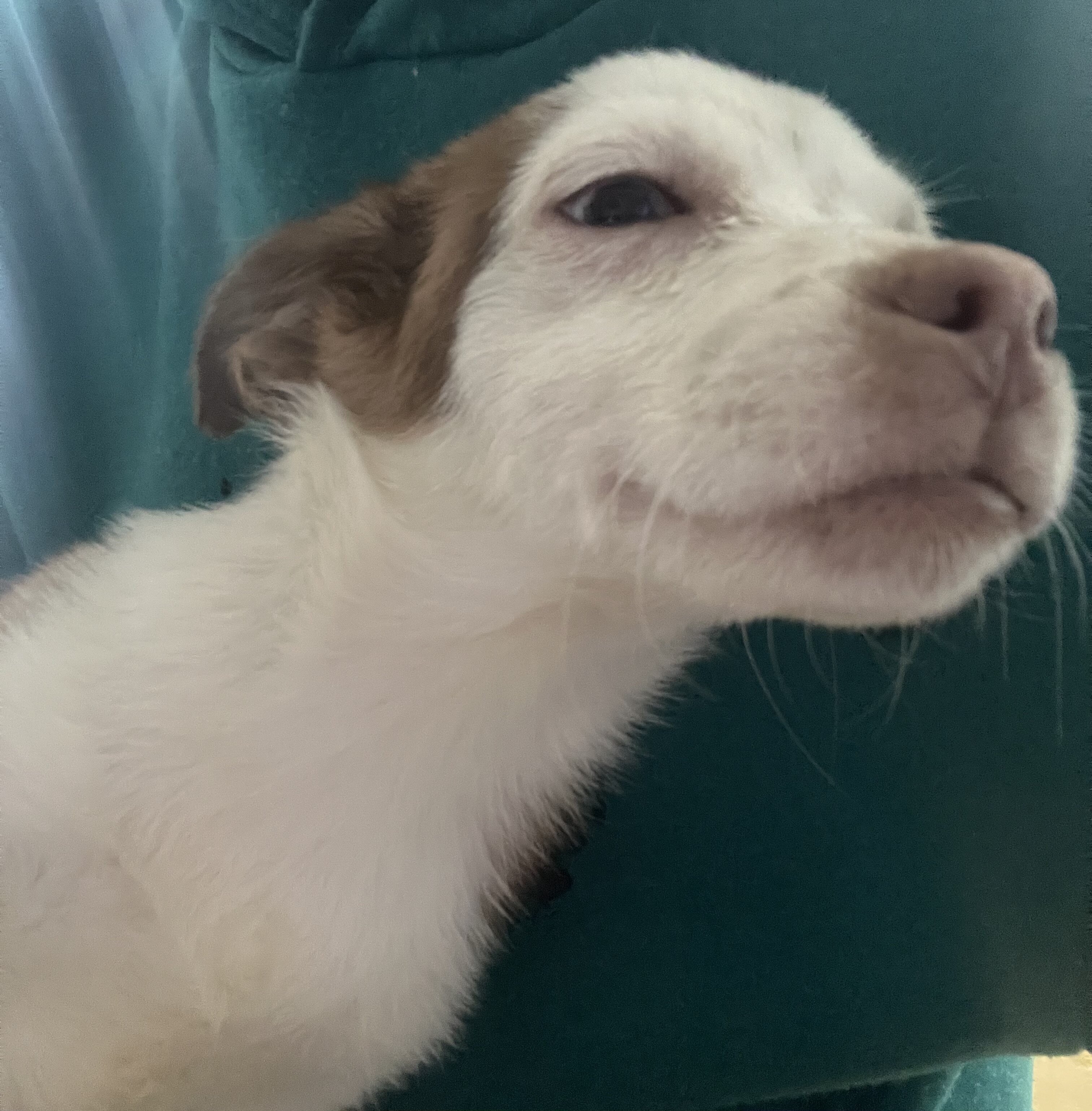 3 Pups For Sales (individually) image 4