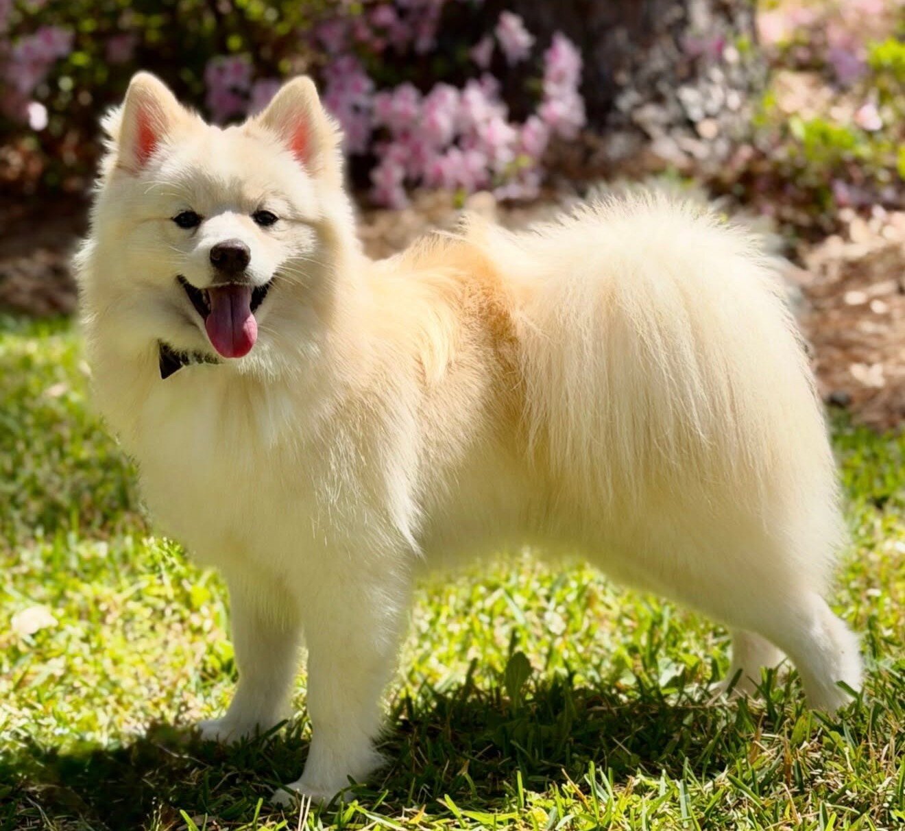 12-Month Cute Male Pomsky Puppies for Sale image 1