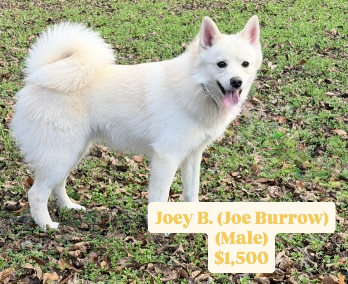 12-Month Cute Male Pomsky Puppies for Sale image 2