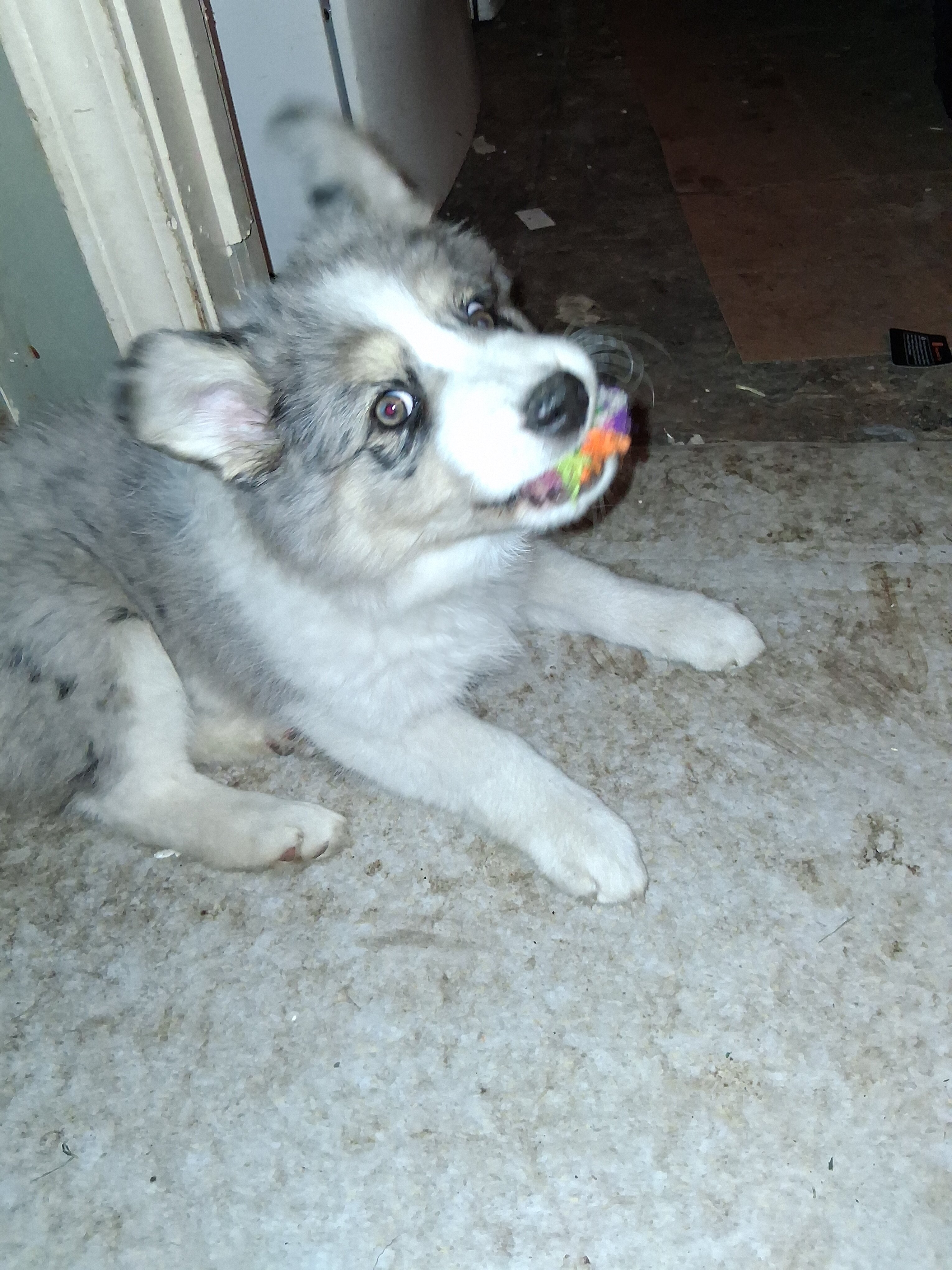 HURRY 3 left! Miniature Husky-Aussie puppies image 3