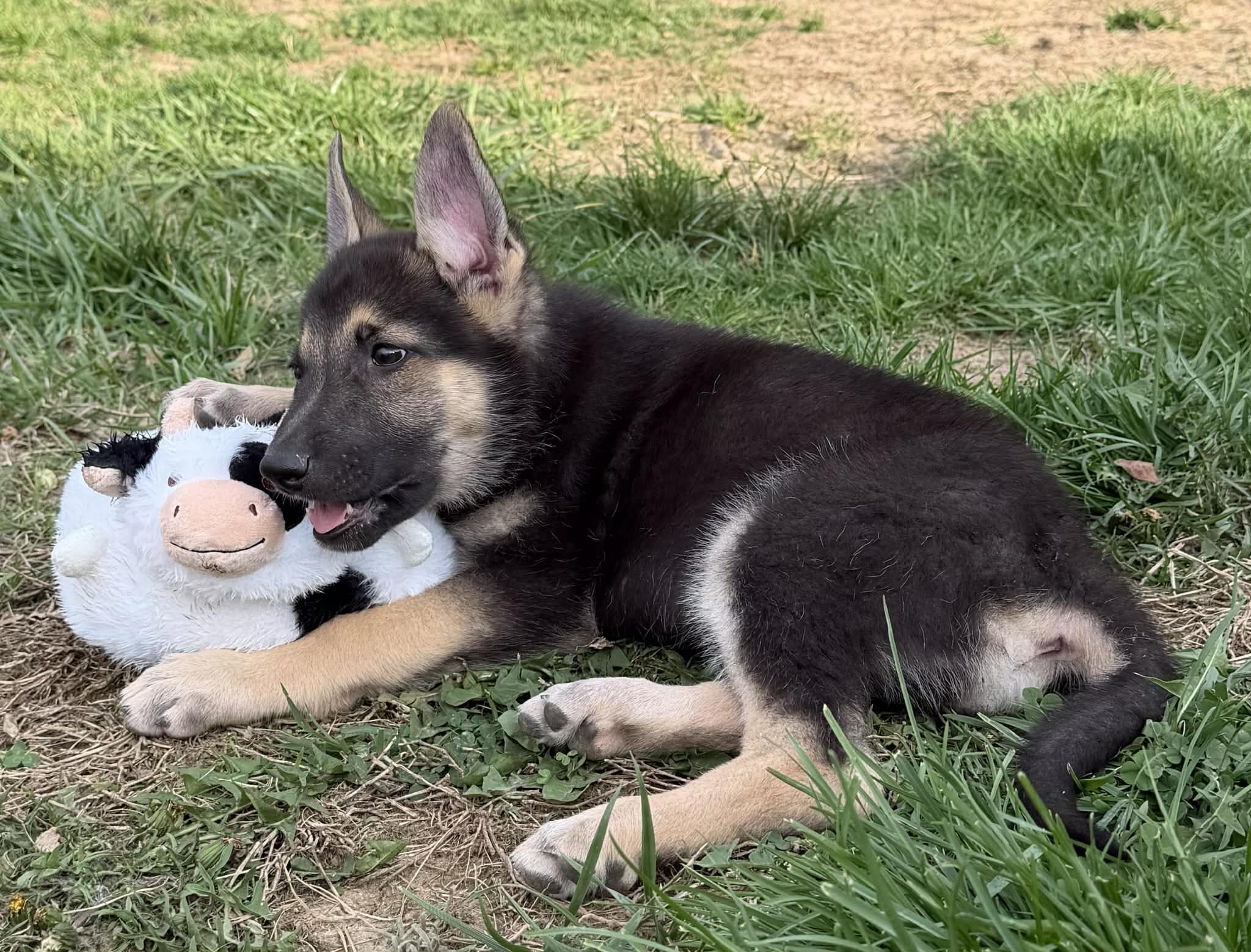 German Shepherd Puppies image 6