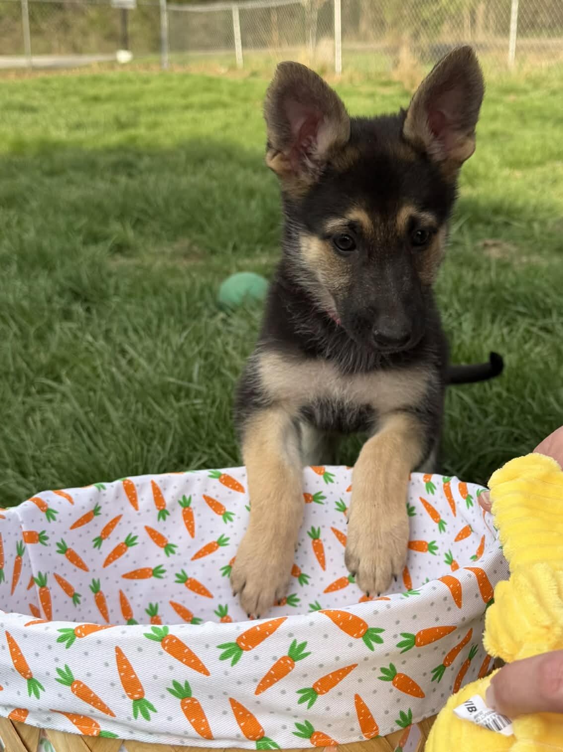 German Shepherd Puppies image 7