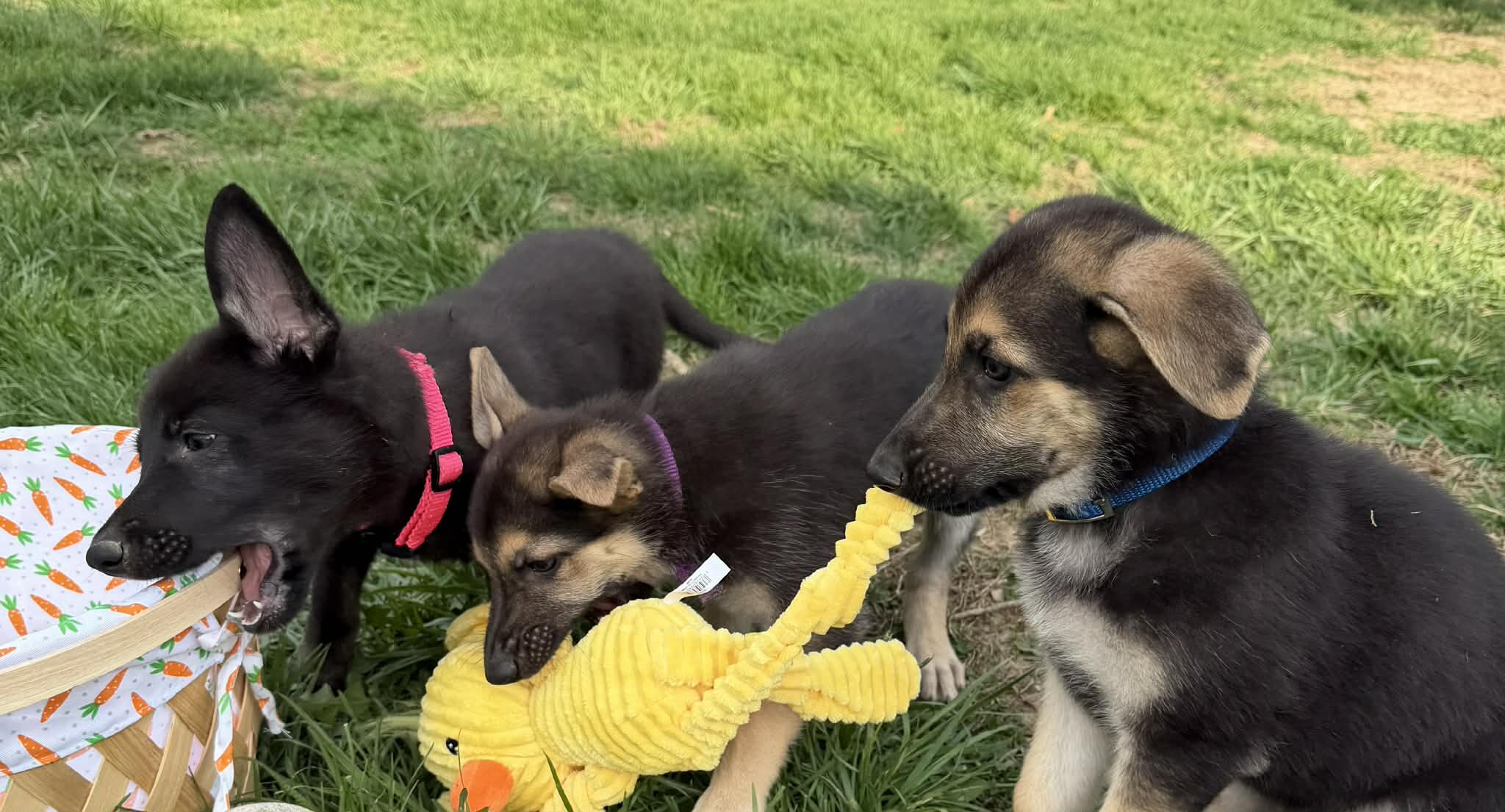 German Shepherd Puppies image 5
