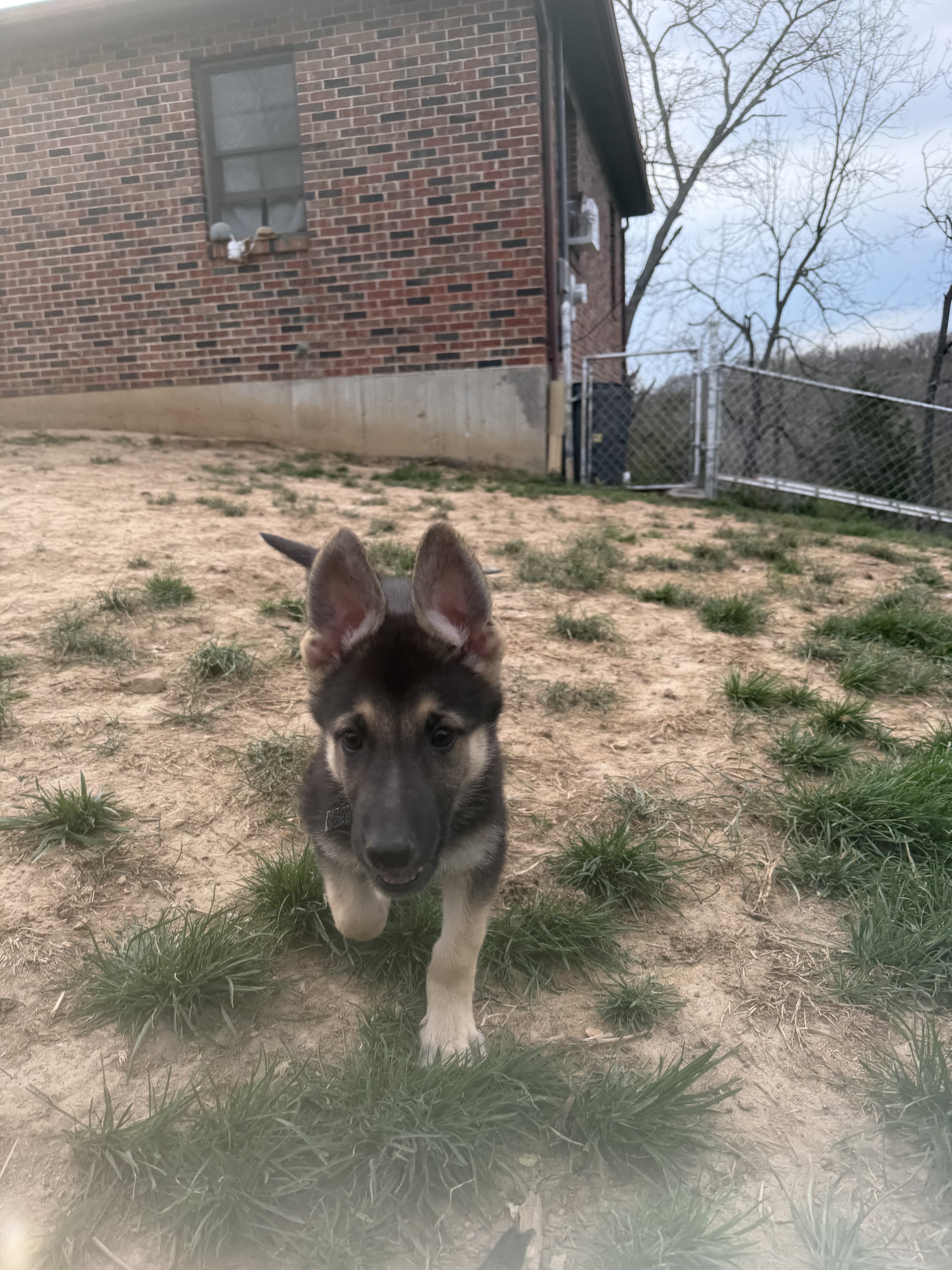 German Shepherd Puppies image 3