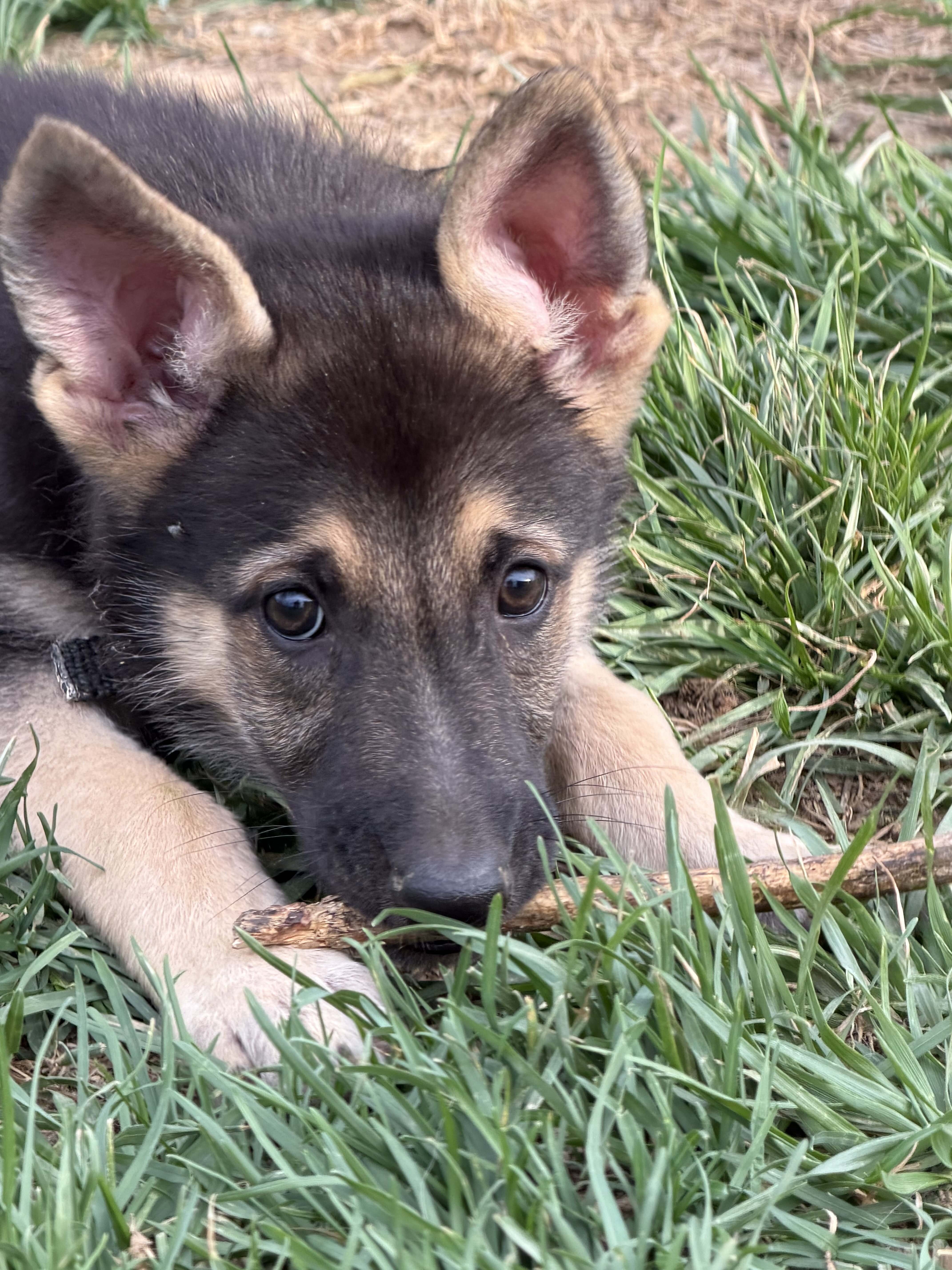 German Shepherd Puppies image 2