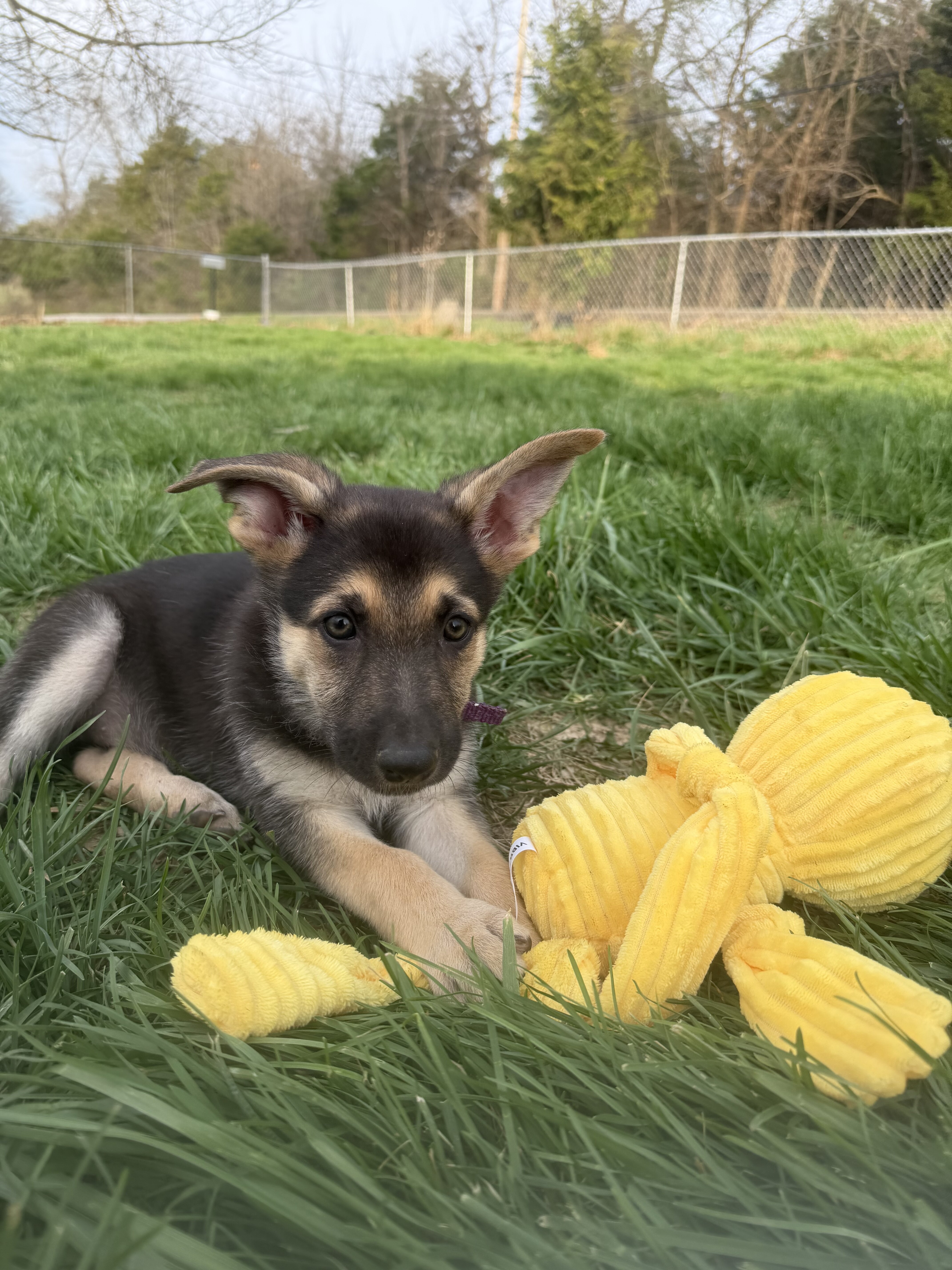 German Shepherd Puppies image 1