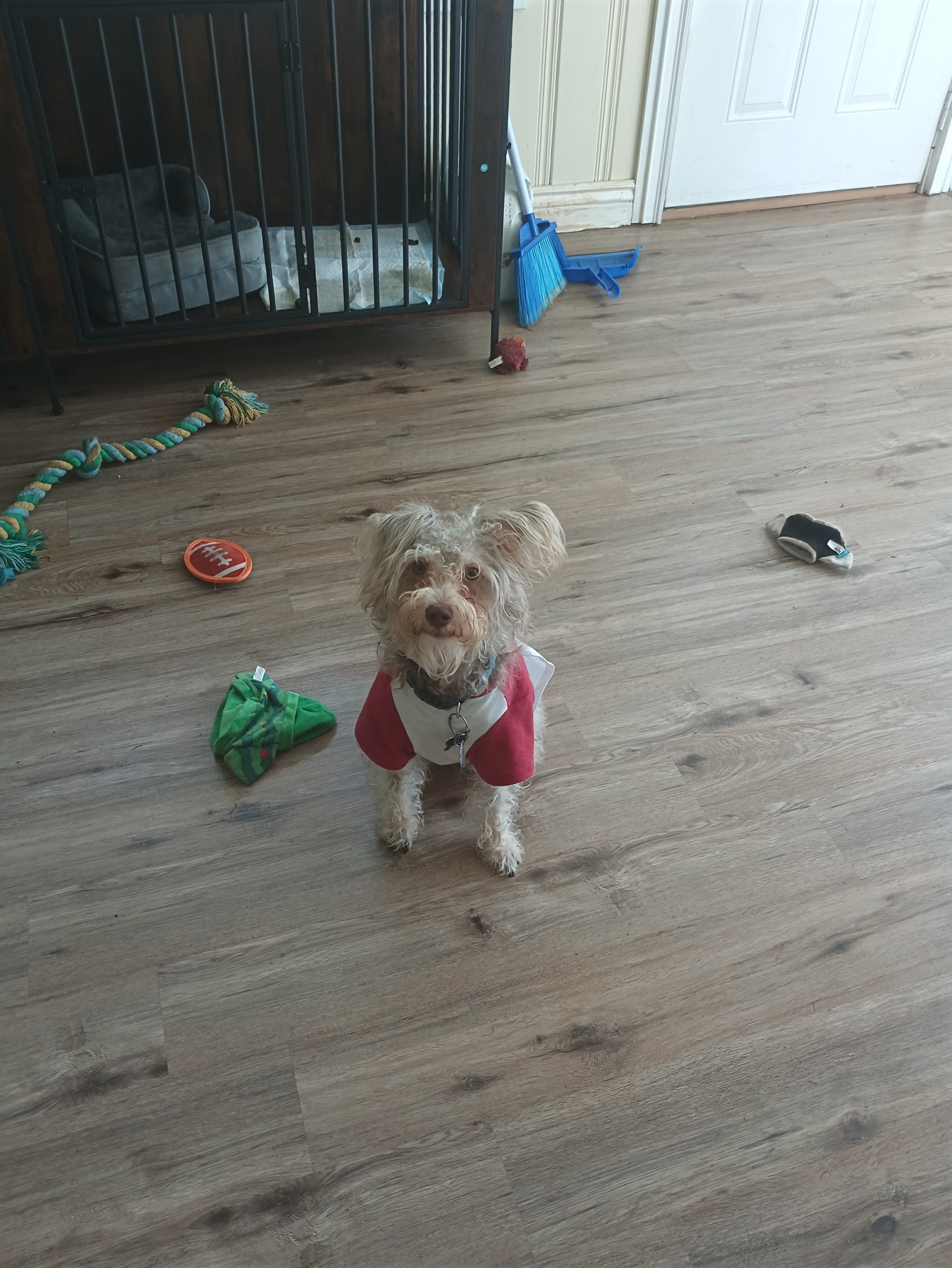 Rehoming my schnoodle image 1