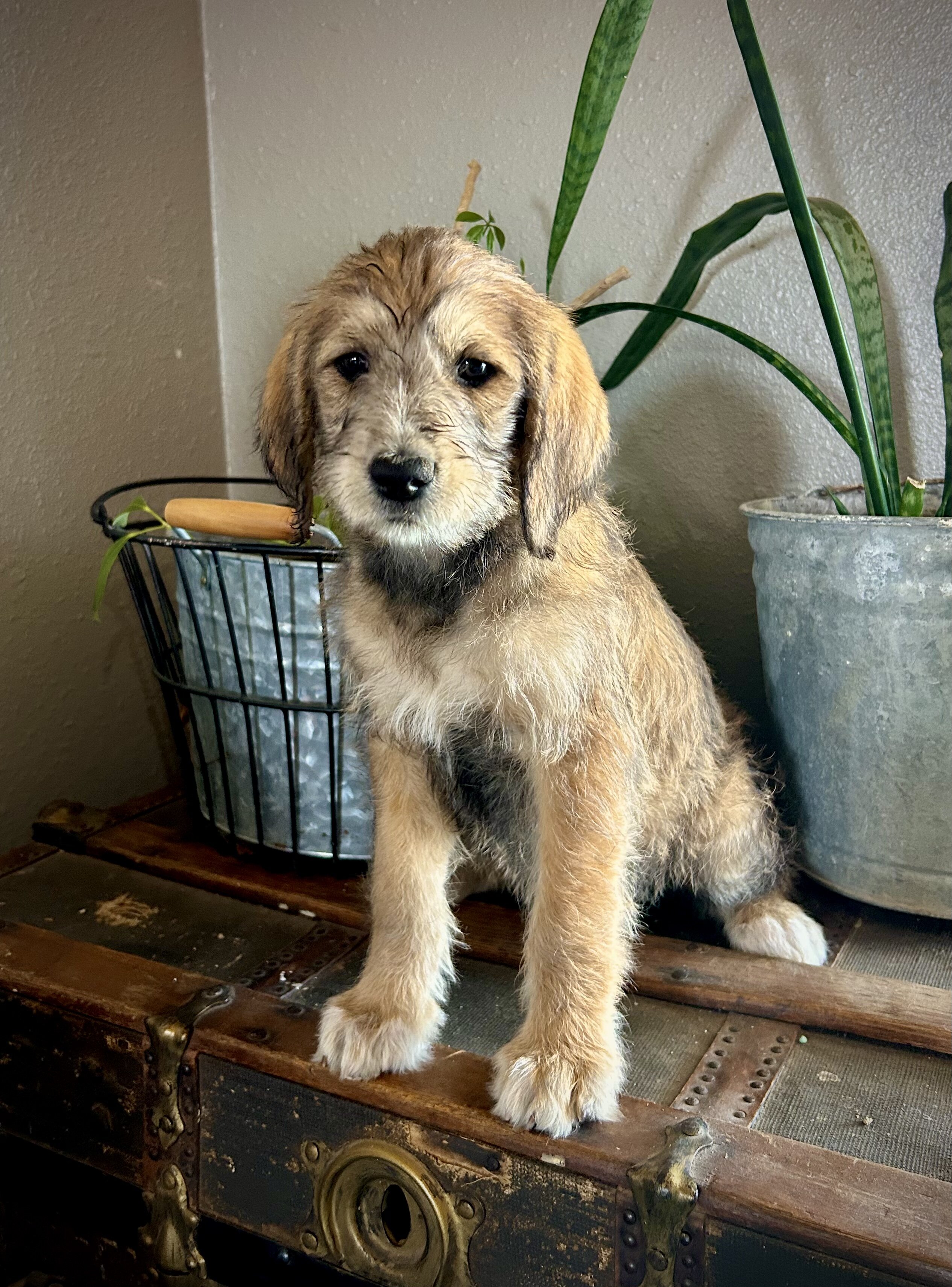 Aussiedoodle/Lab Puppies image 2