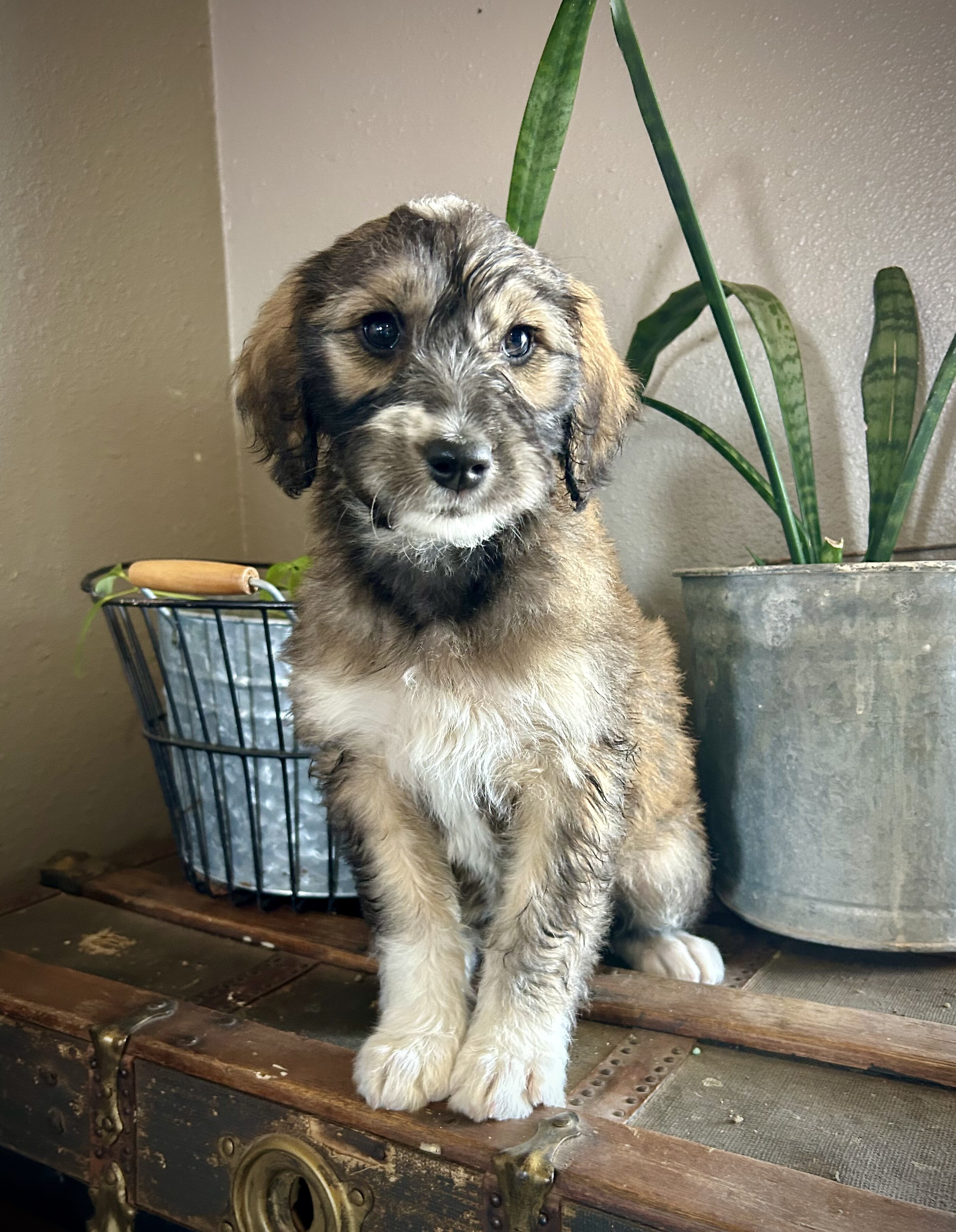 Aussiedoodle/Lab Puppies image 1