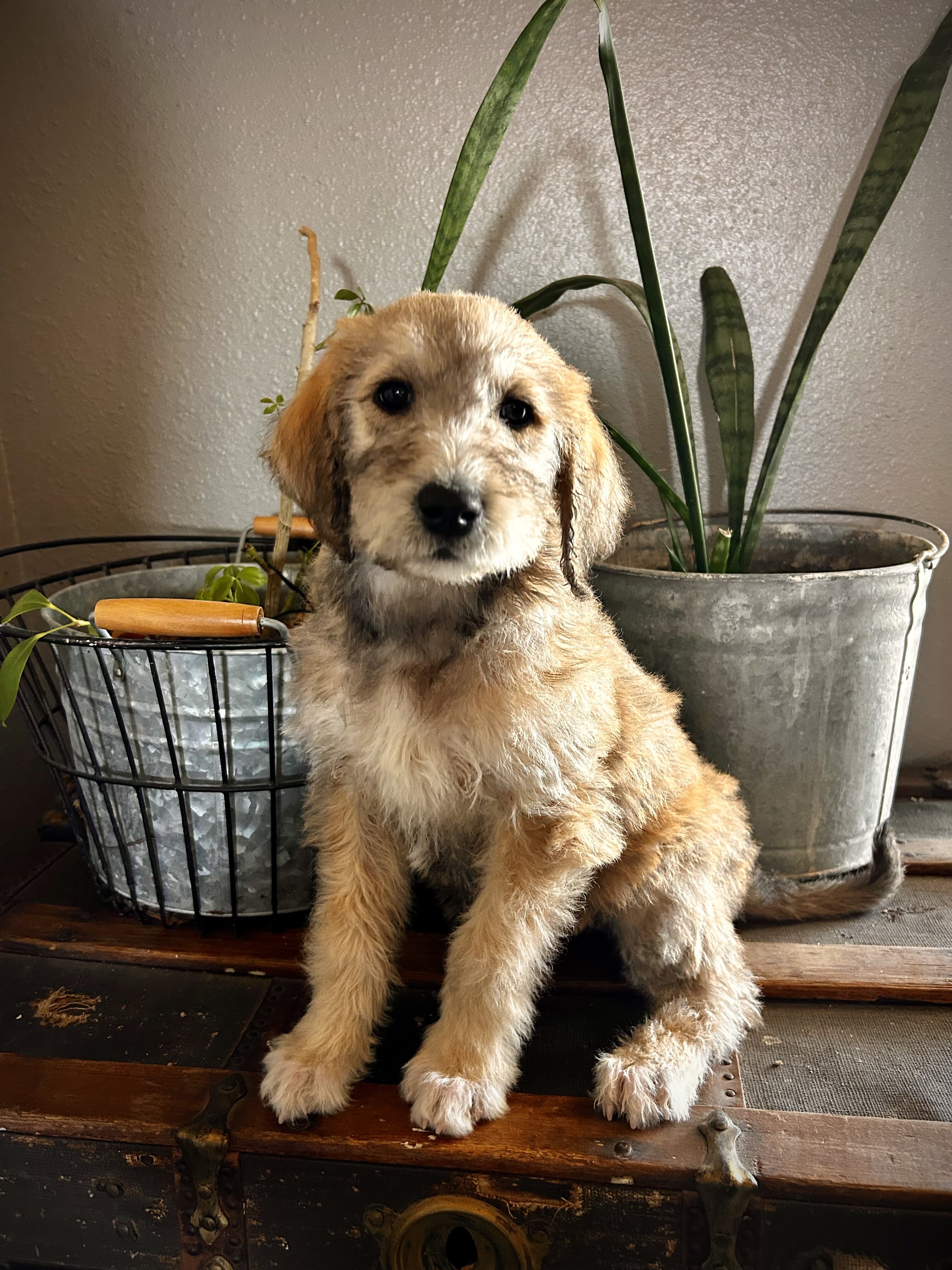 Aussiedoodle/Lab Puppies image 3