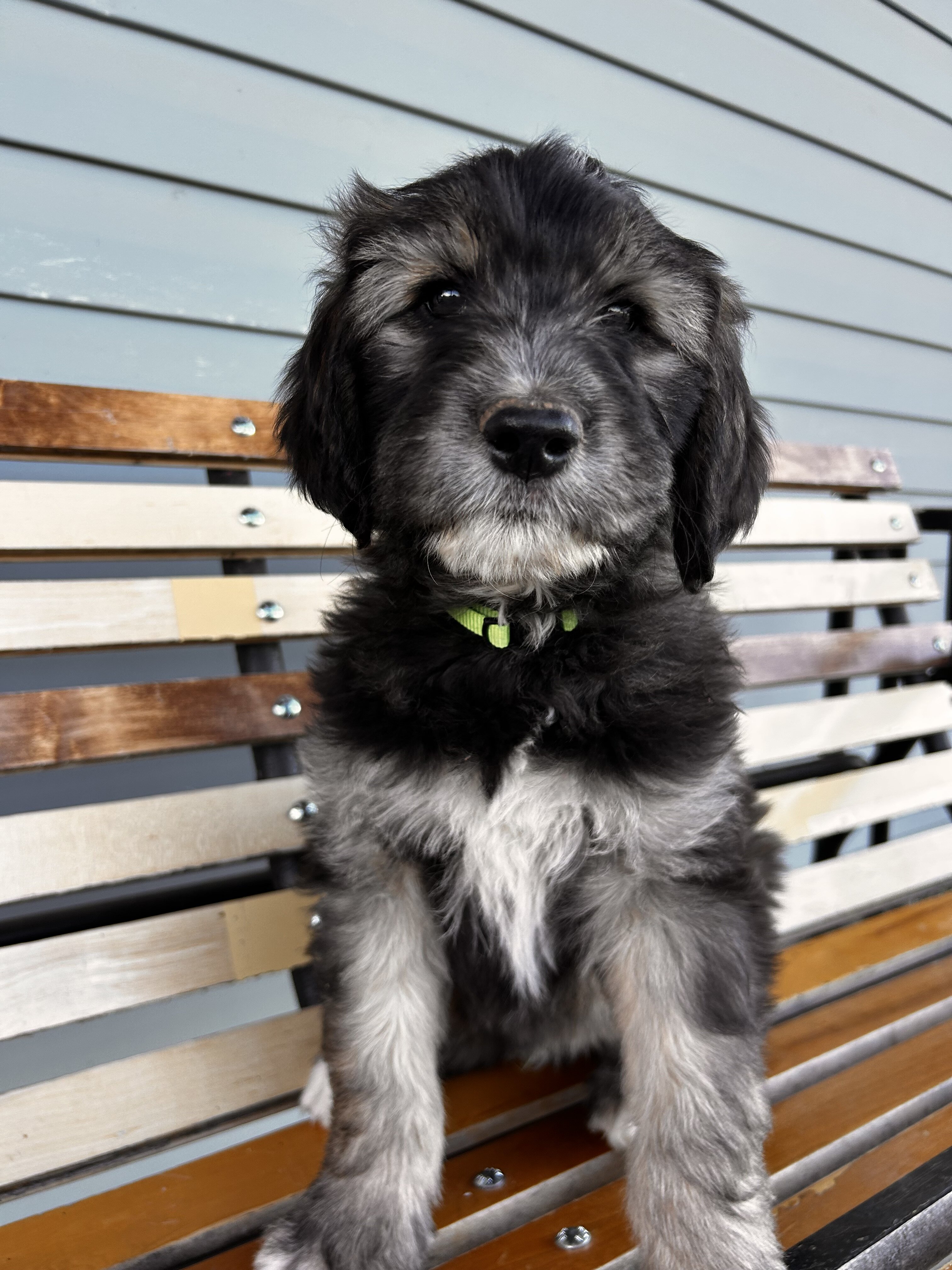 Aussiedoodle/Lab Puppies image 4