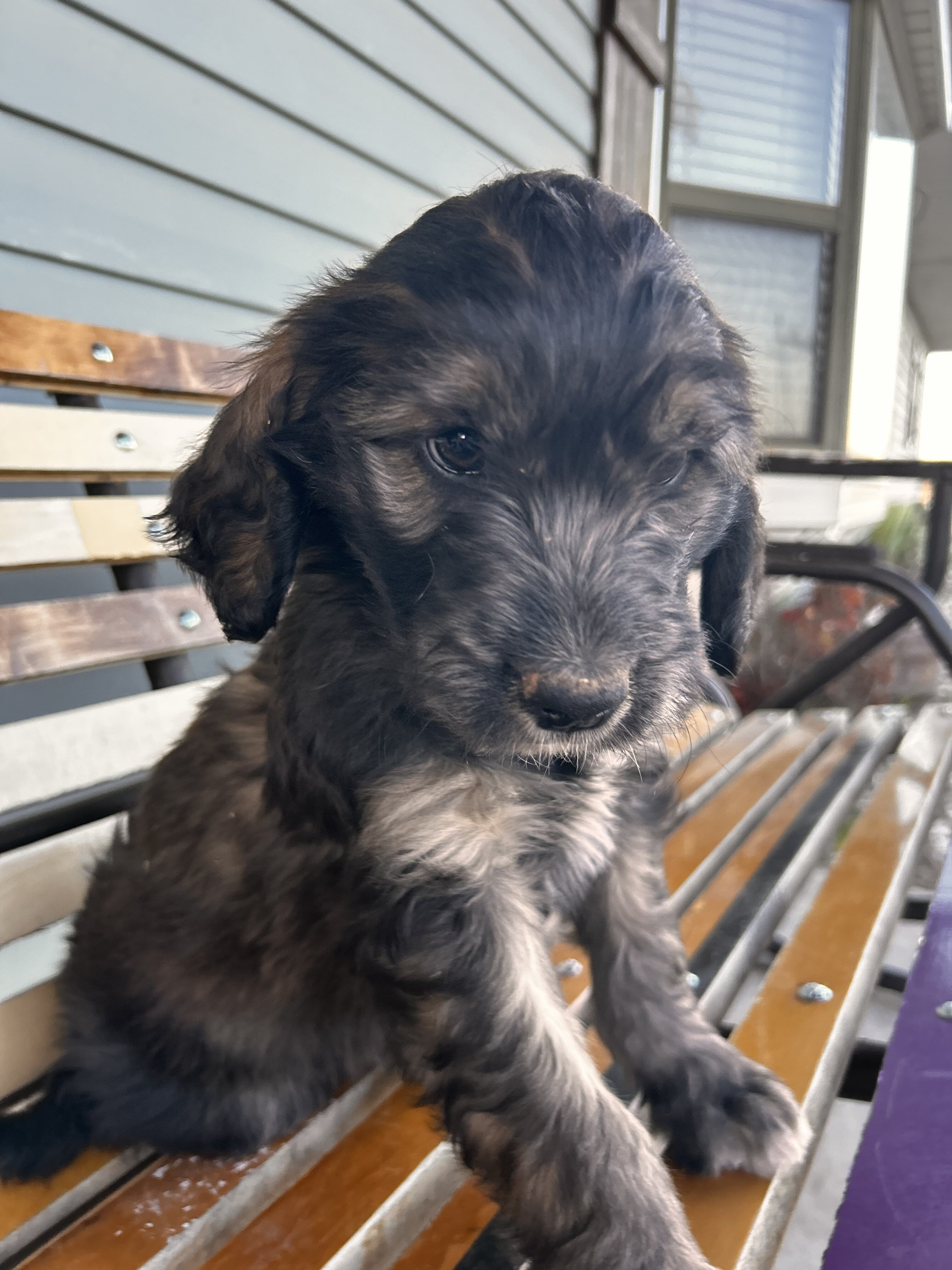 Aussiedoodle/Lab Puppies image 5