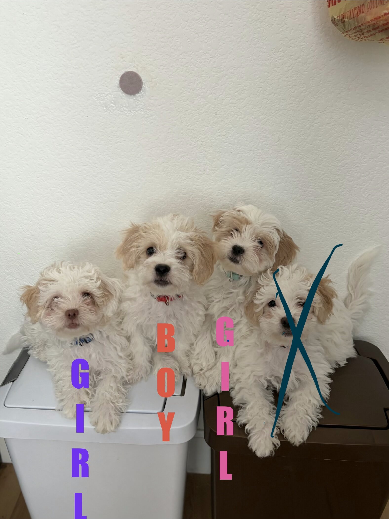 Havapoo/ Havanese-mini poodle image 3