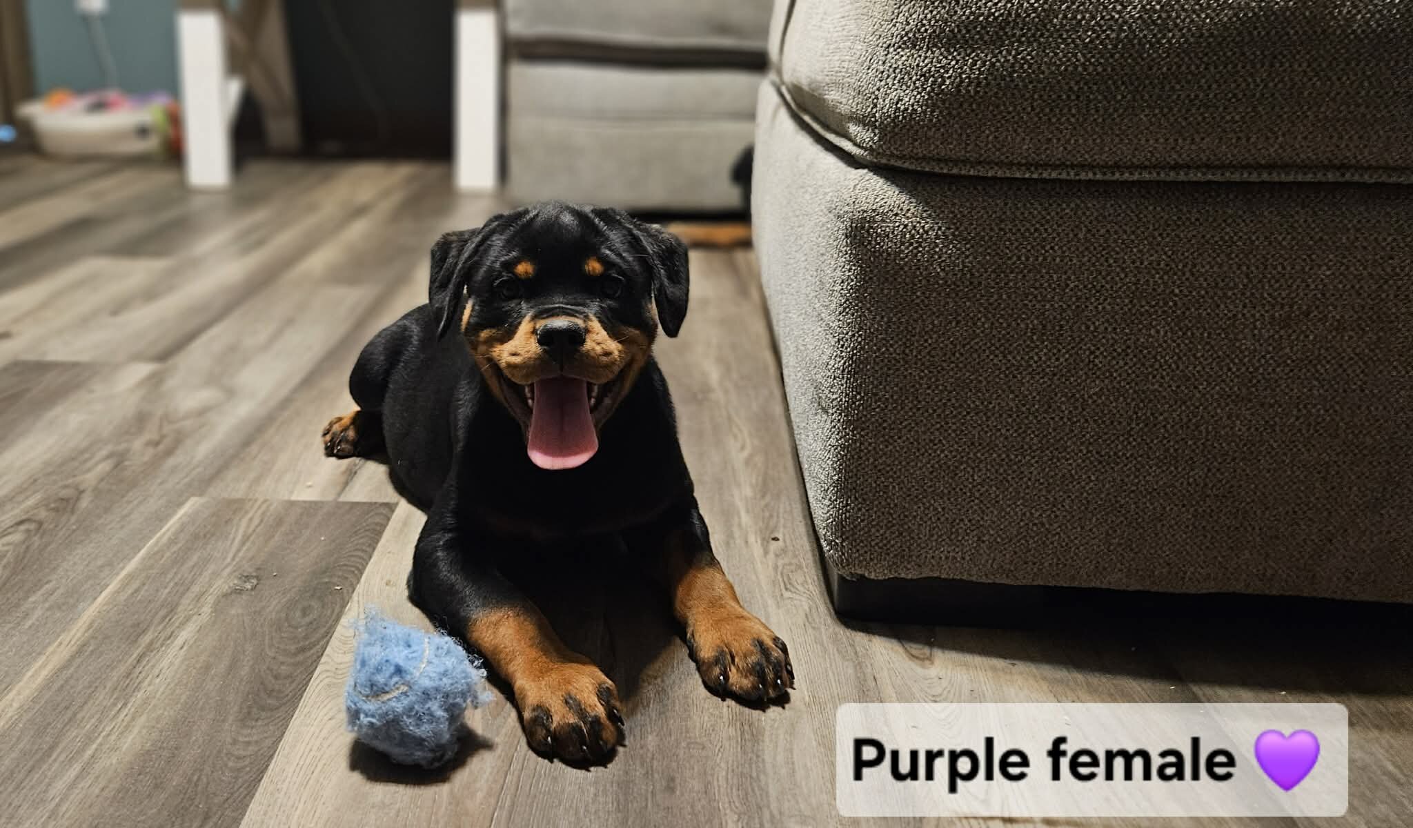 AKC Rottweilers image 1