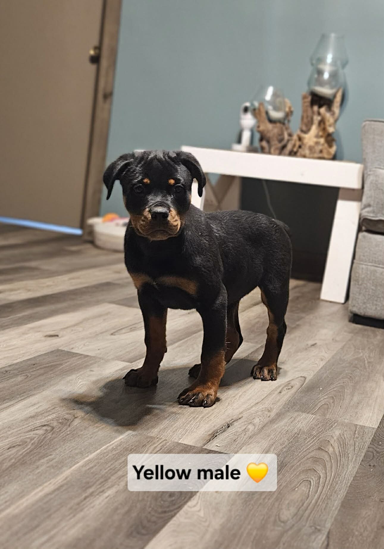 AKC Rottweilers image 2