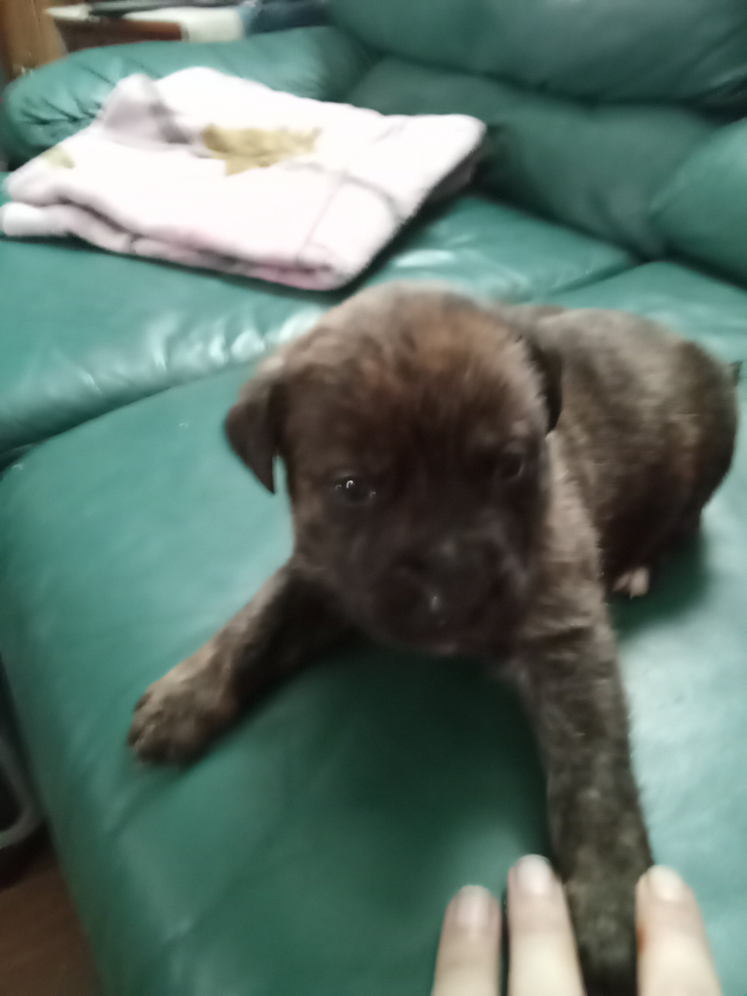 Puppies image 4