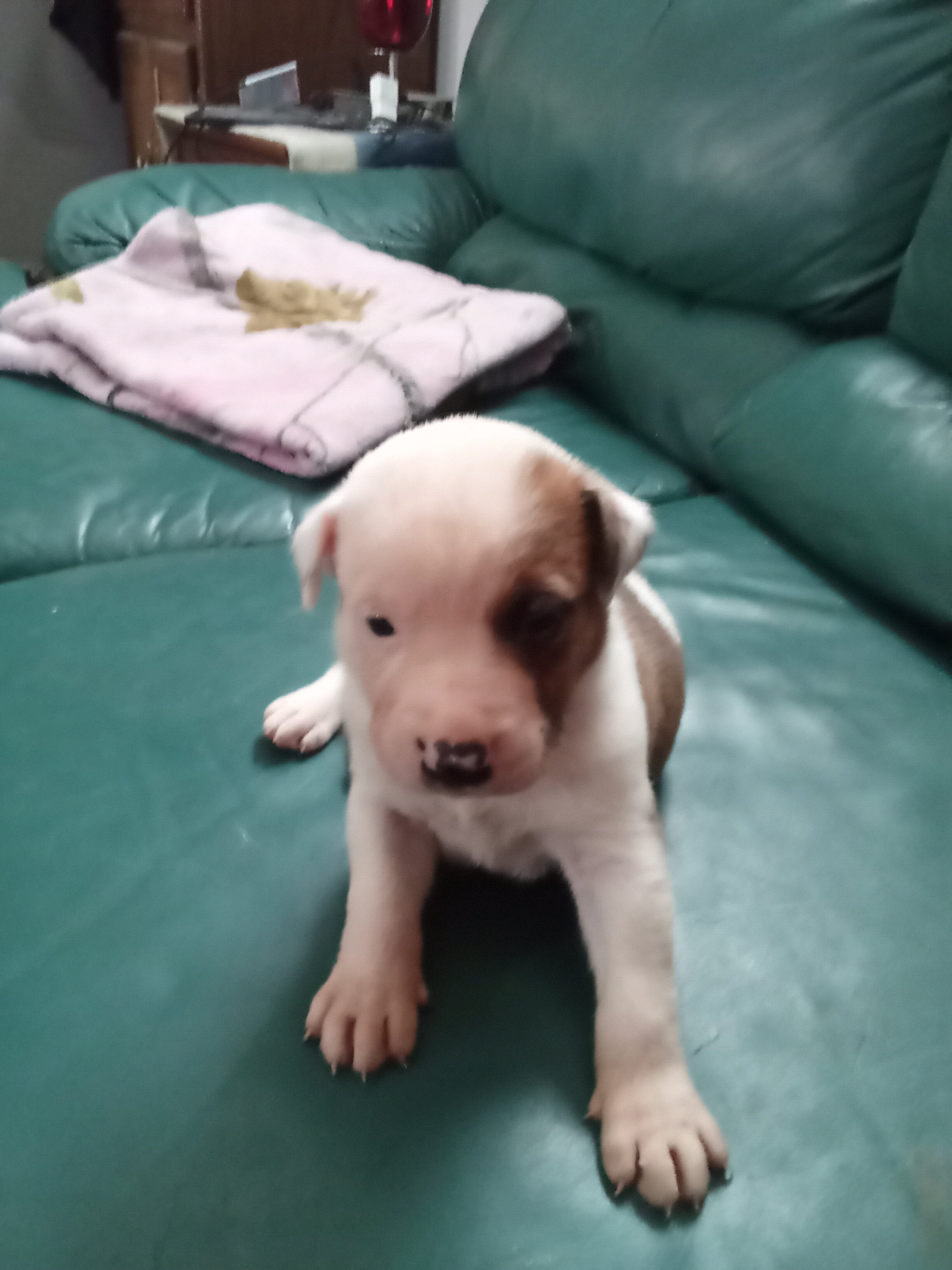 Puppies image 3