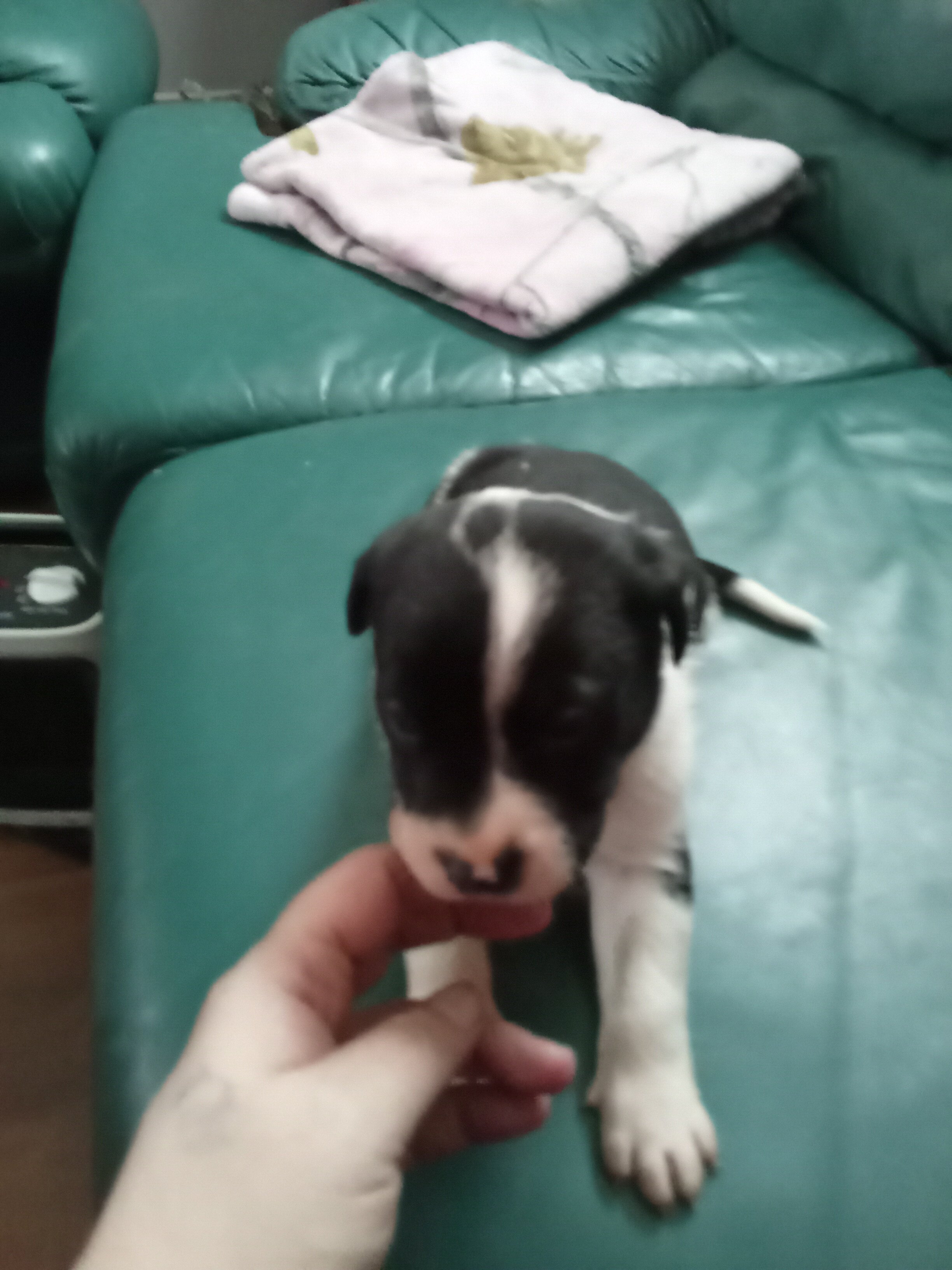 Puppies image 2