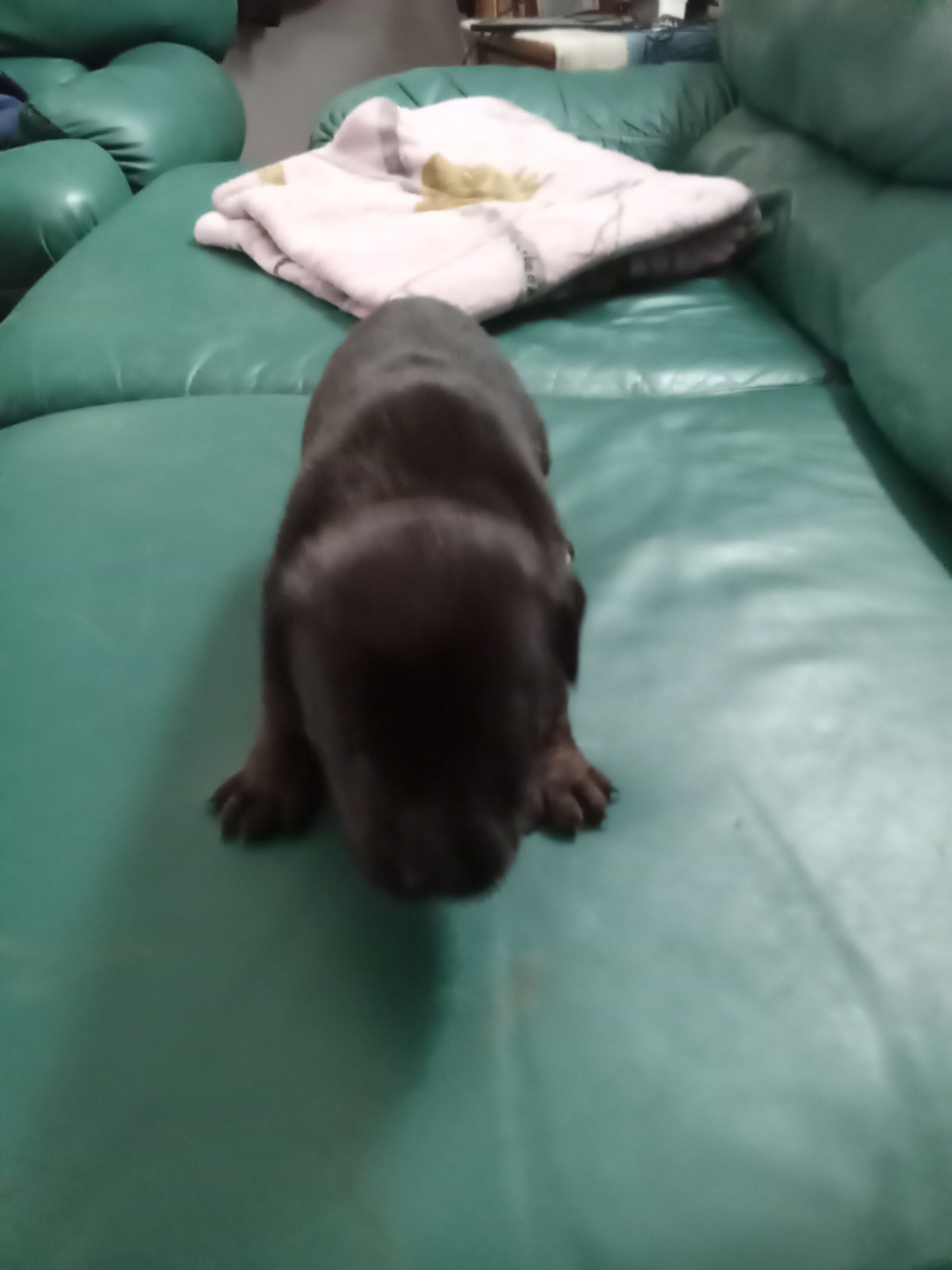 Puppies image 5