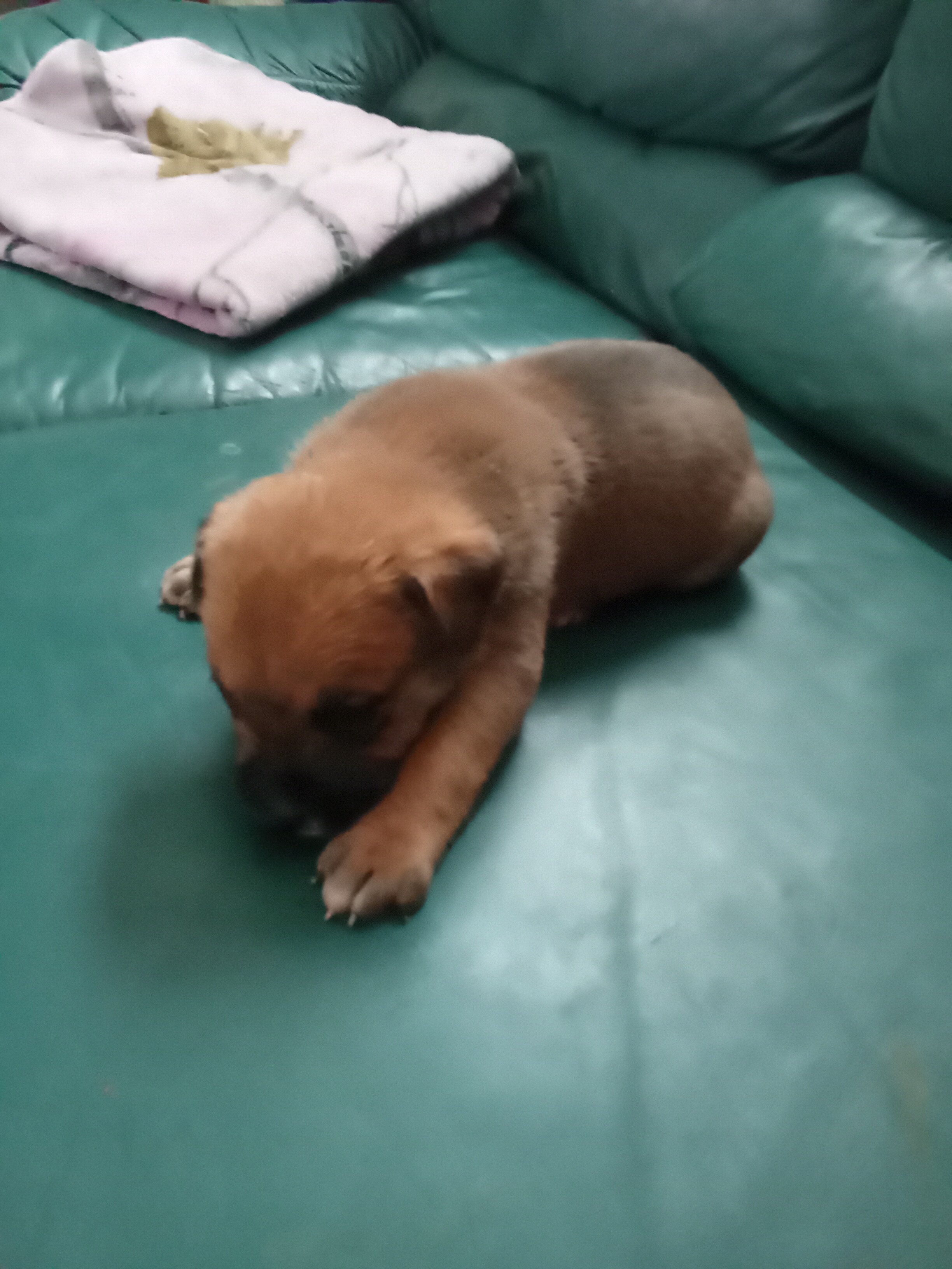 Puppies image 6