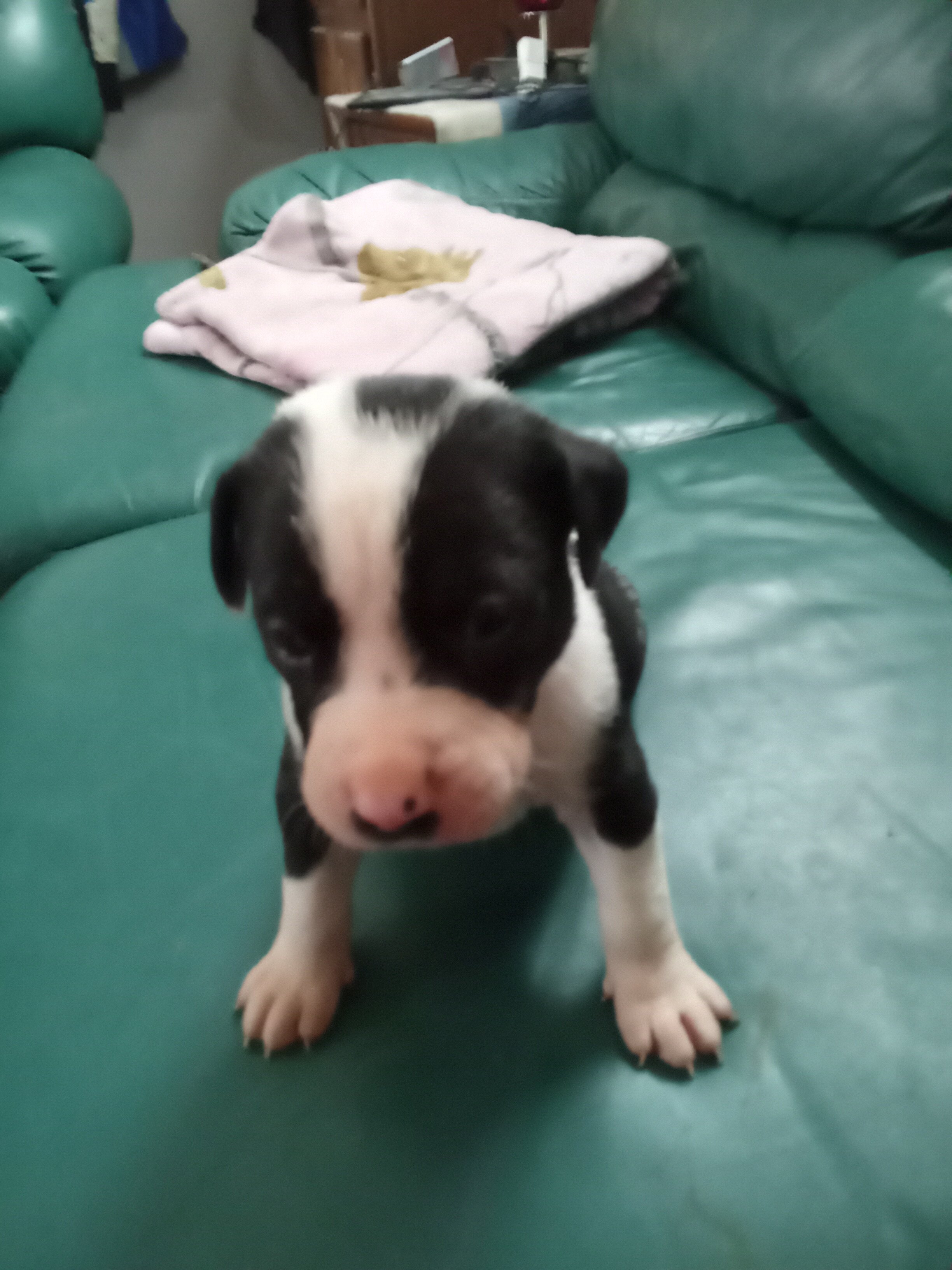 Puppies image 7