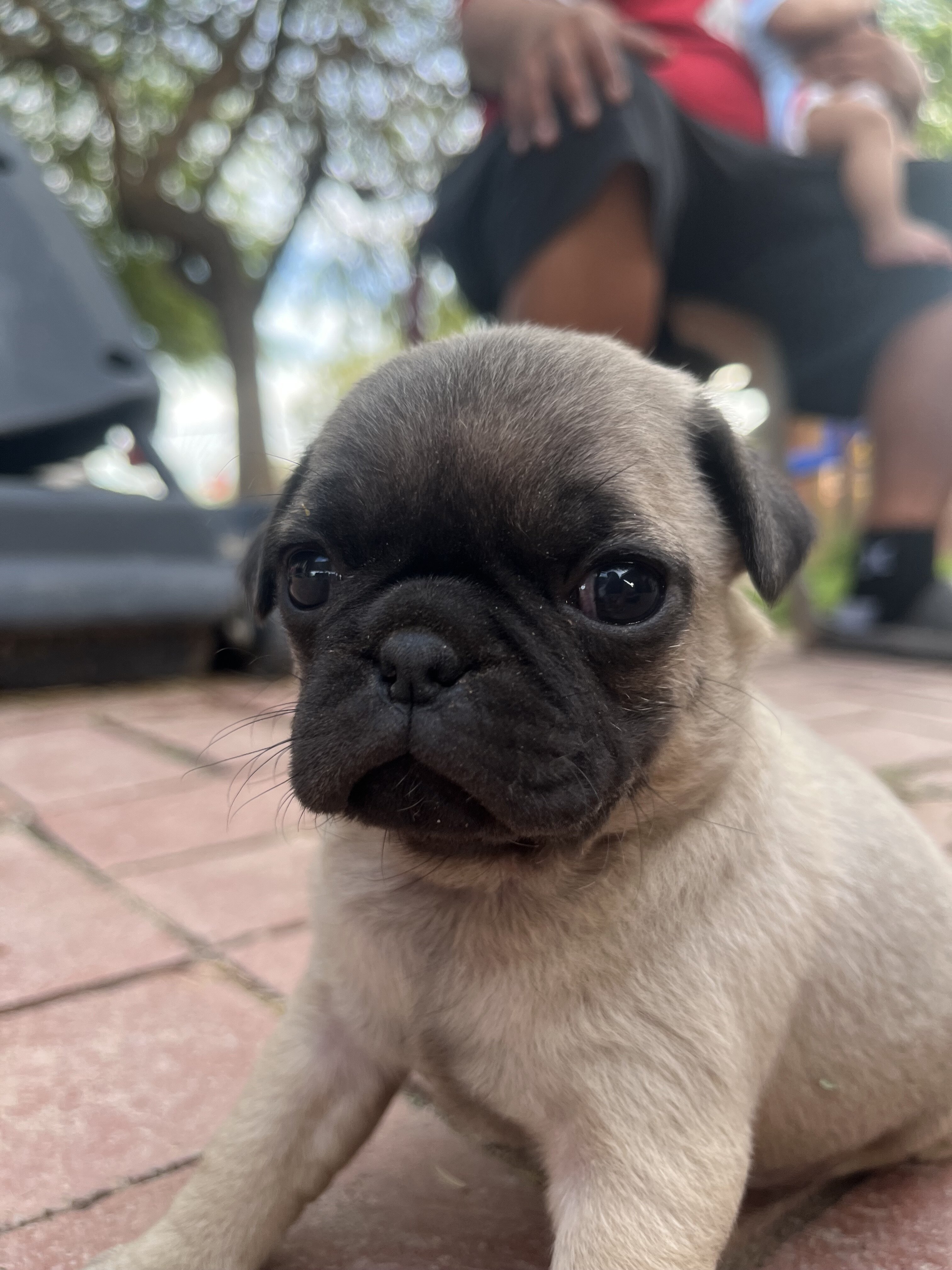 Pugs image 3