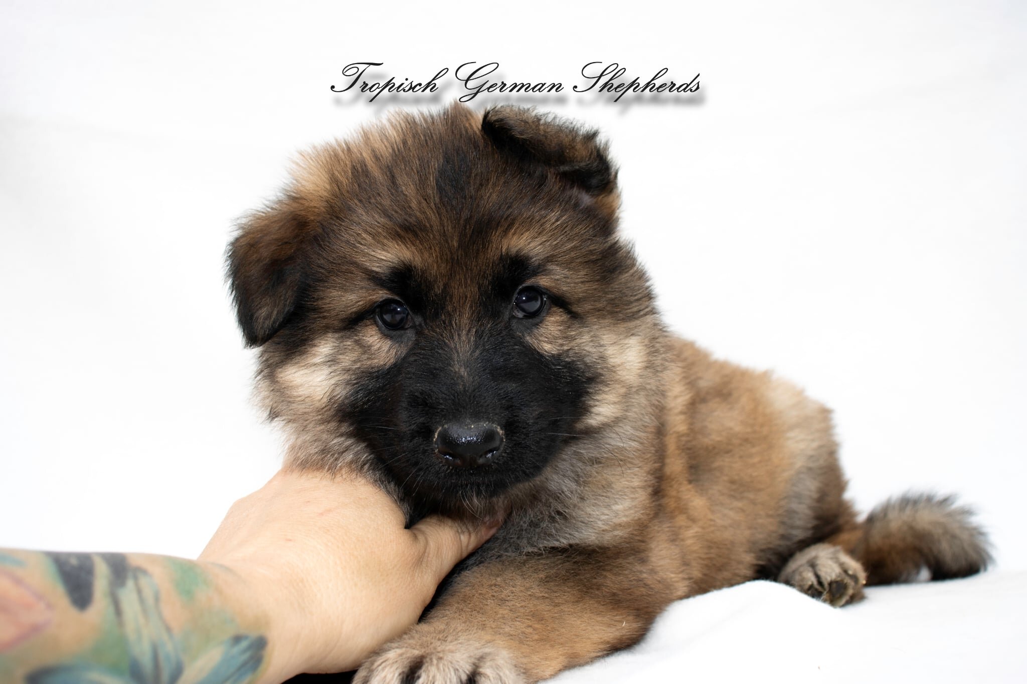 Black seal-red sable long coat German shepherd pup image 1