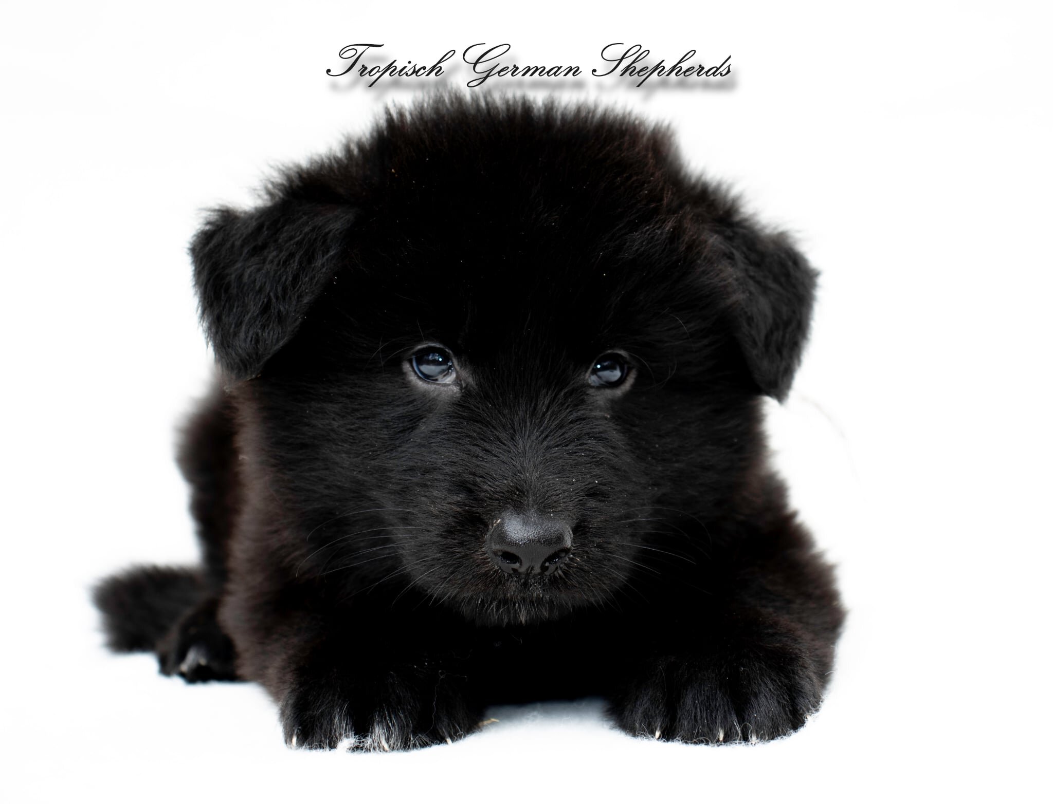 Black seal-red sable long coat German shepherd pup image 4