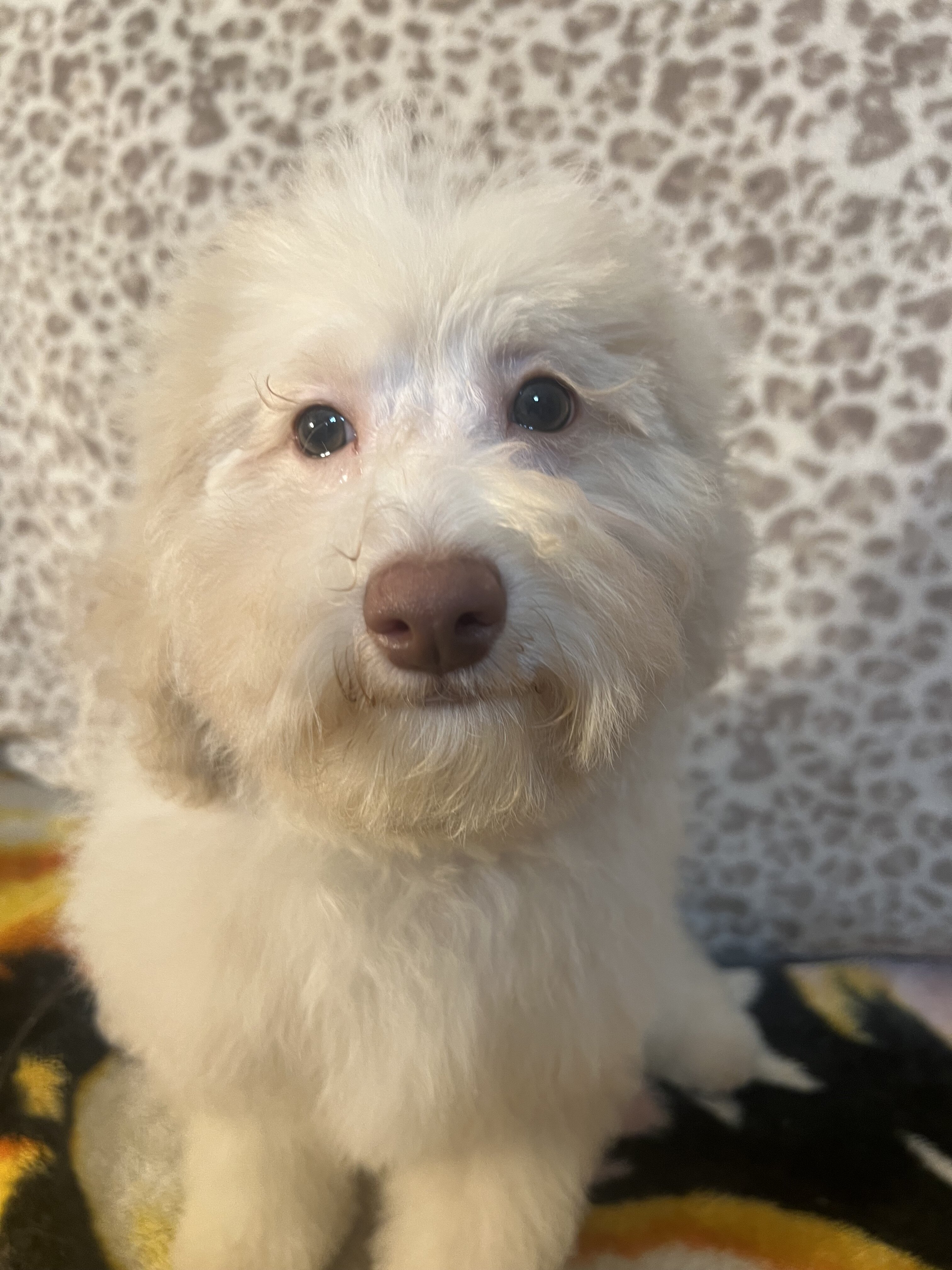 Miniature poodle puppy image 1