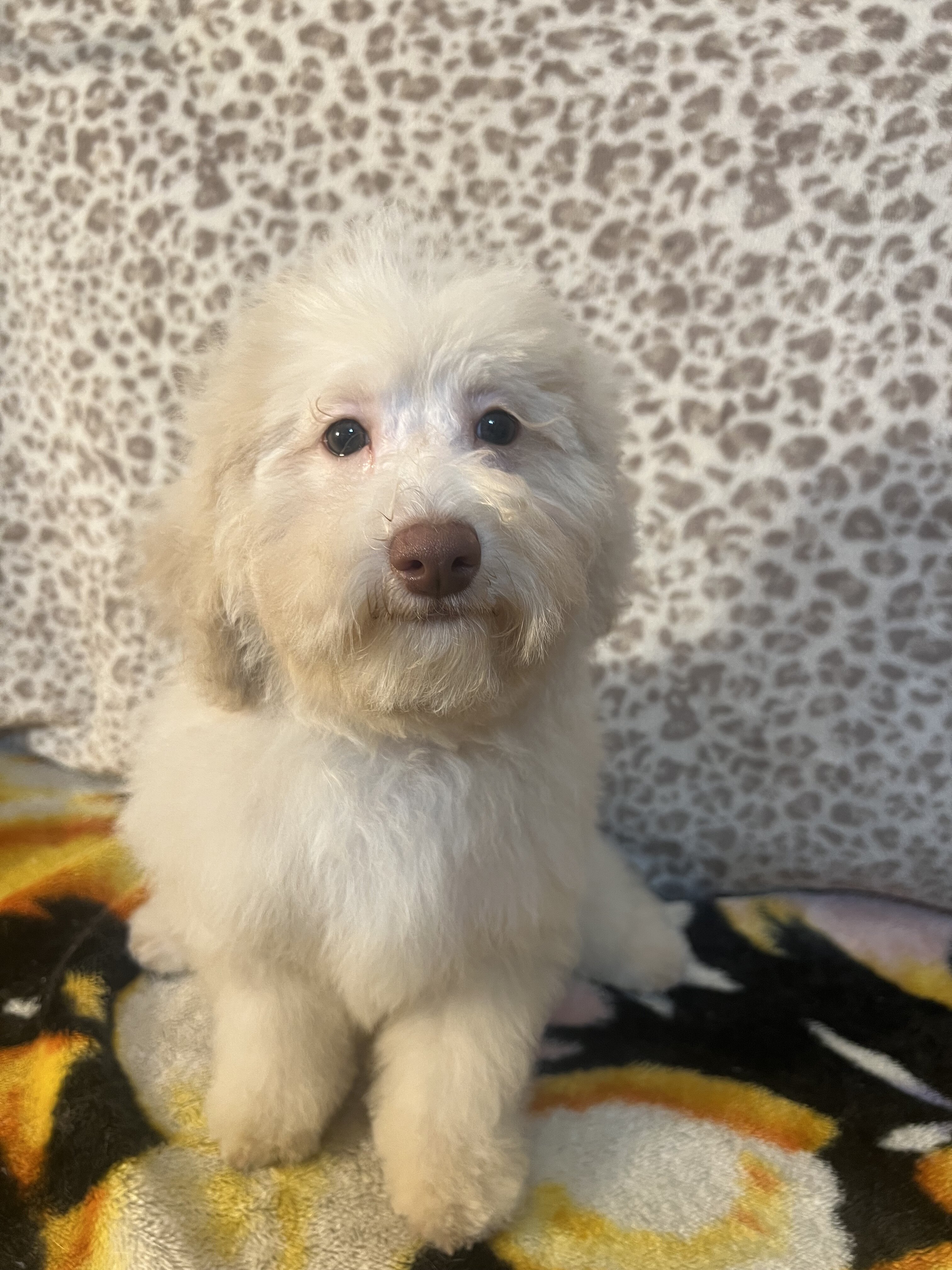Miniature poodle puppy image 3