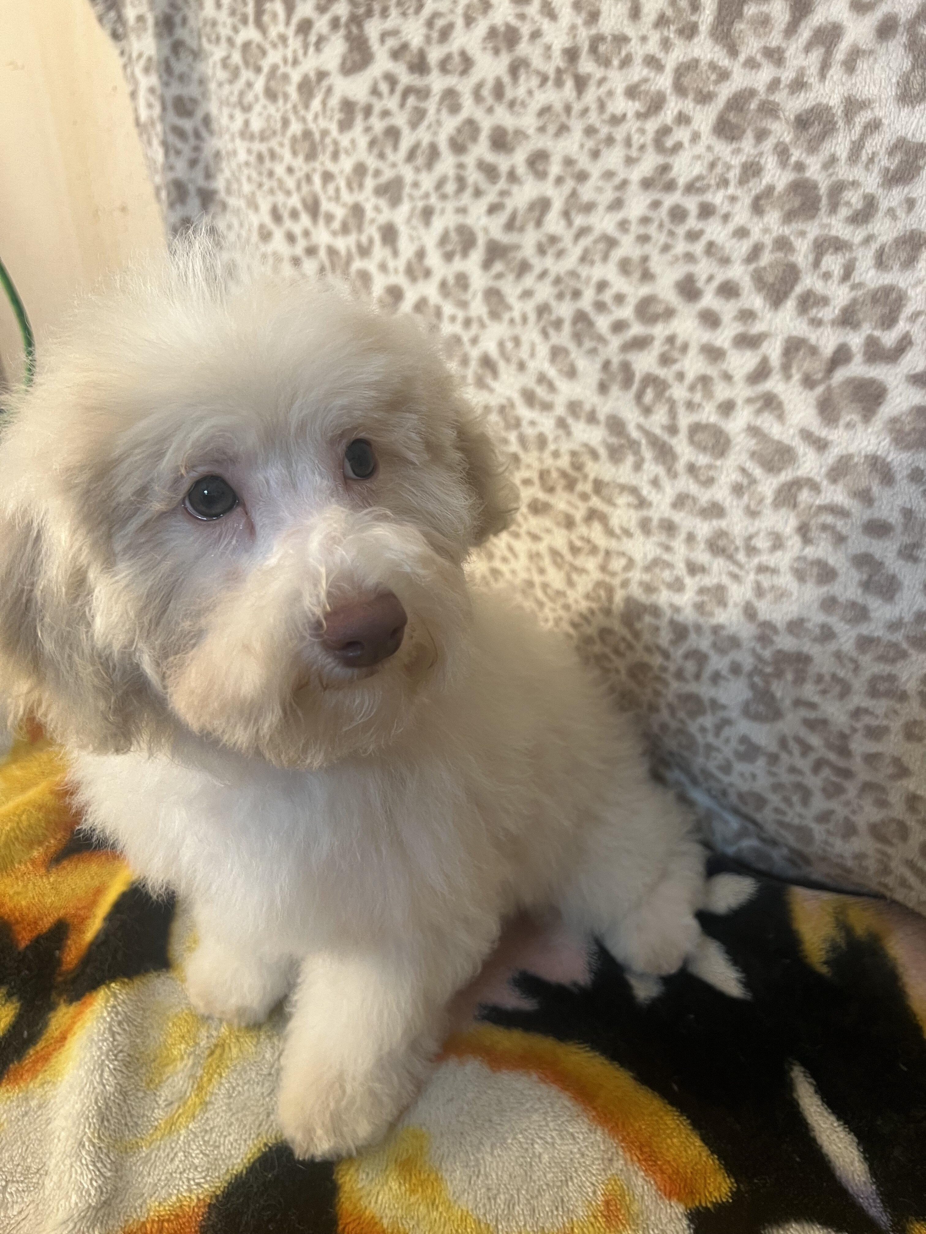 Miniature poodle puppy image 2
