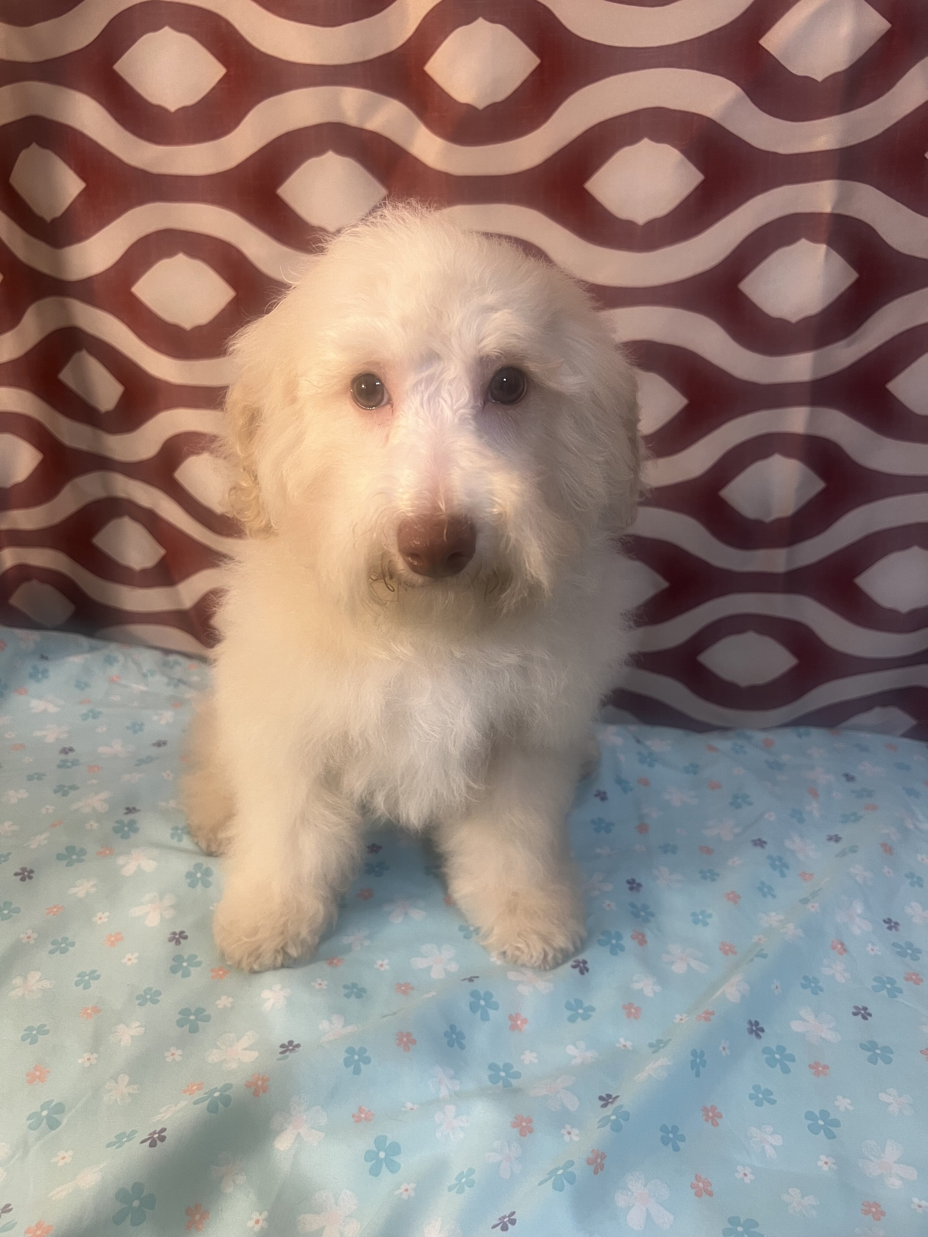 Miniature poodle puppy image 6