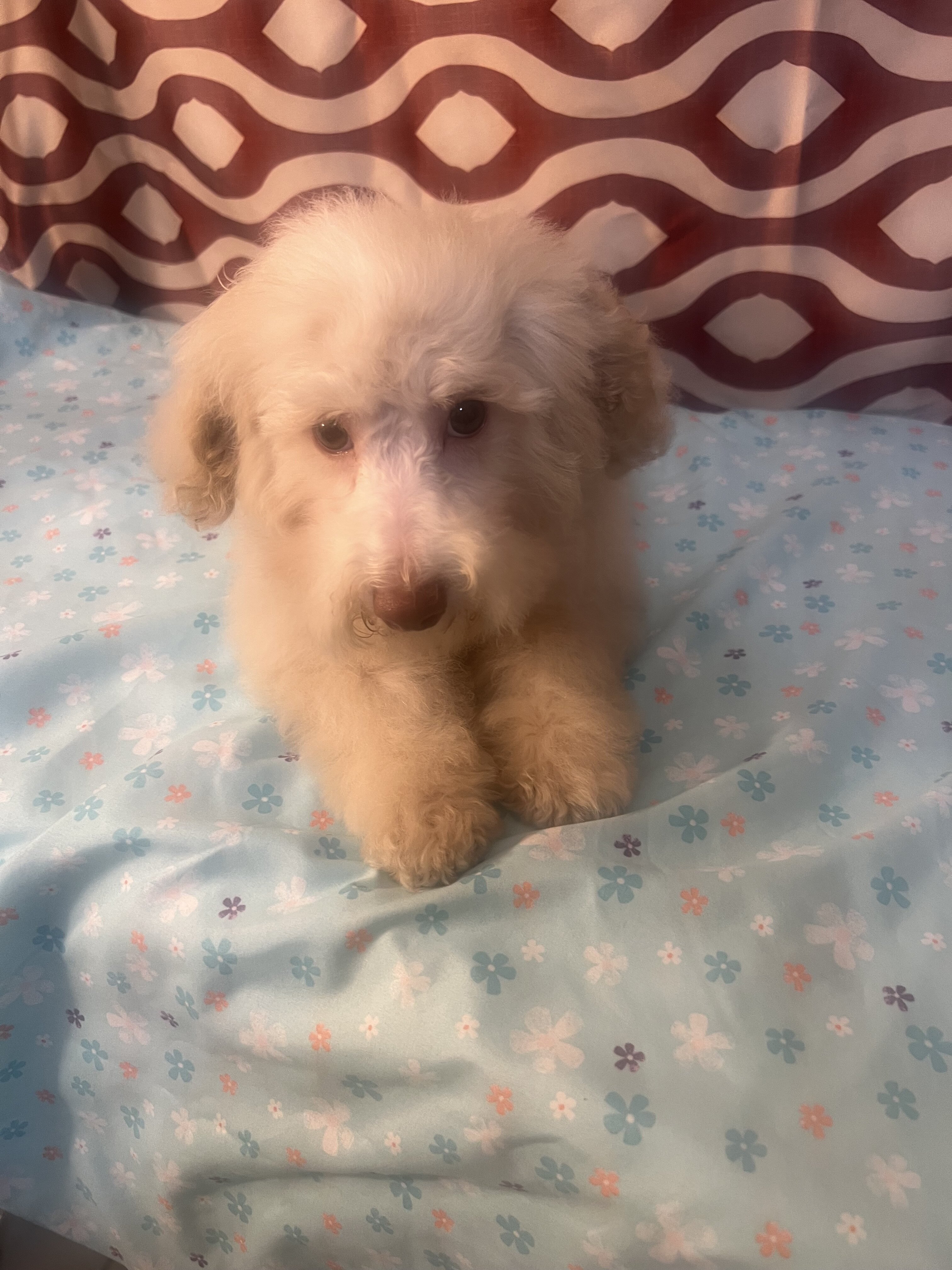 Miniature poodle puppy image 4