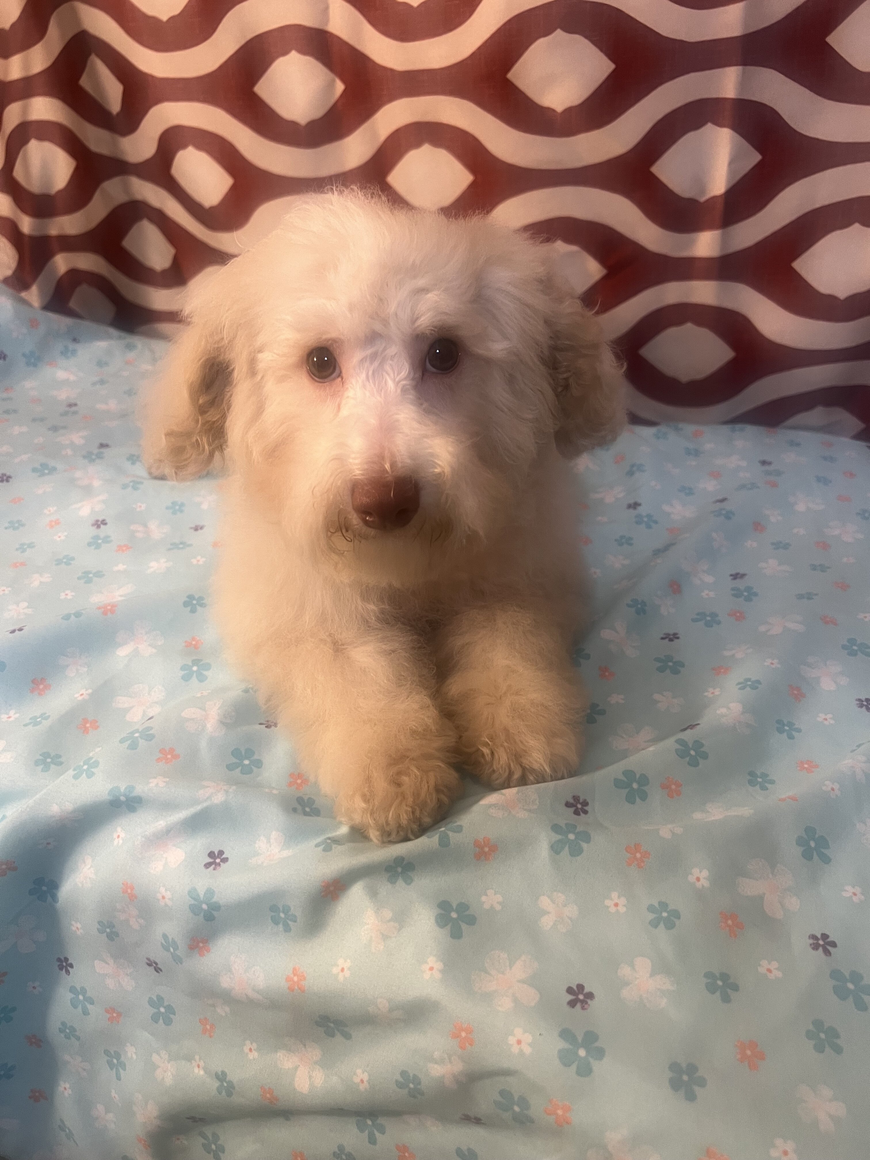 Miniature poodle puppy image 5