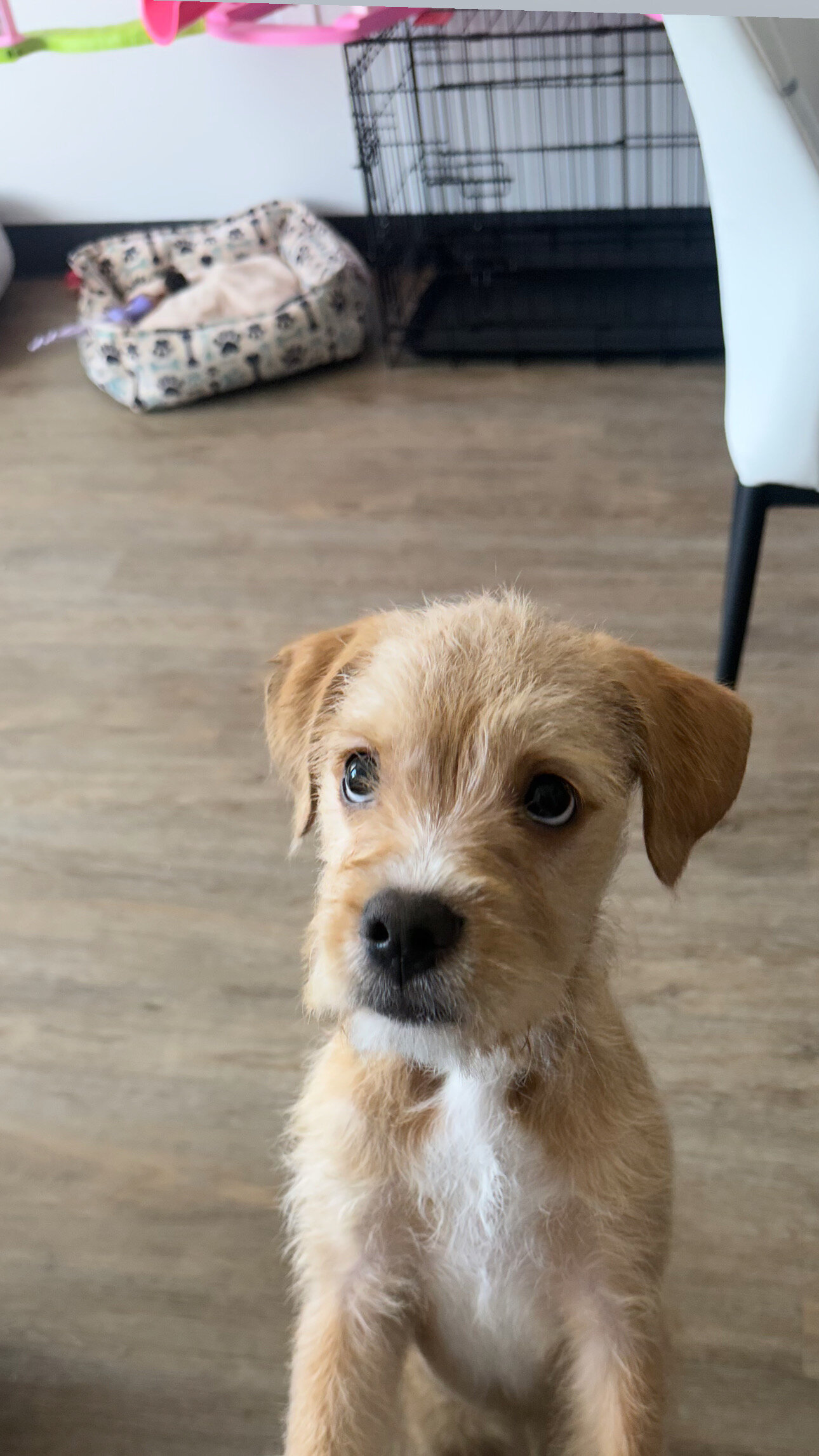 Dog for Sale (Bengi) image 2