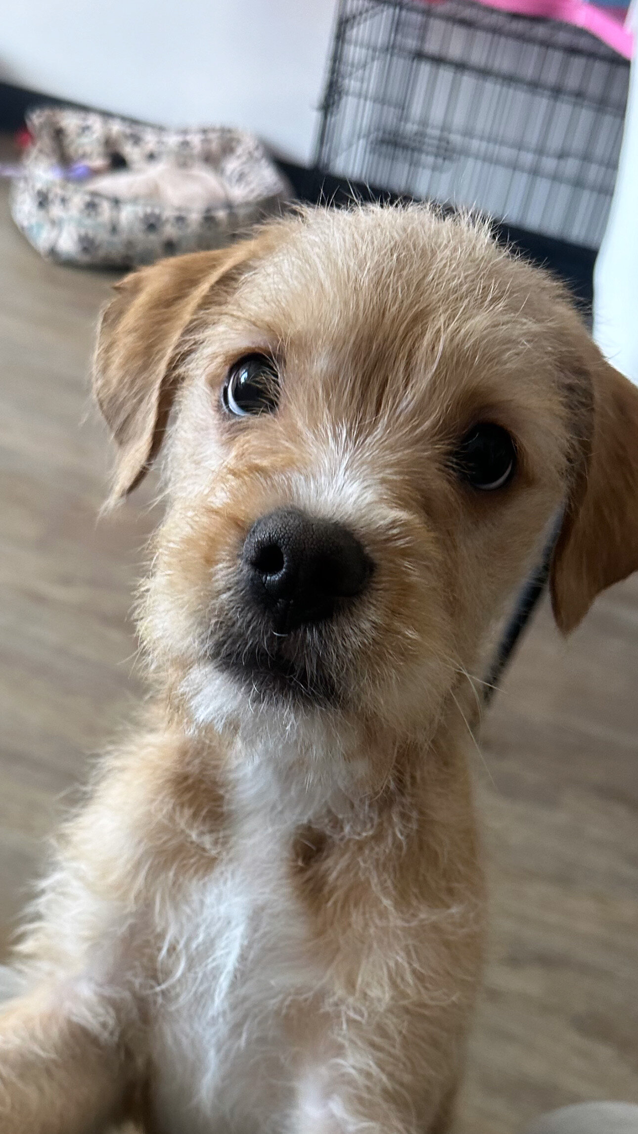Dog for Sale (Bengi) image 3