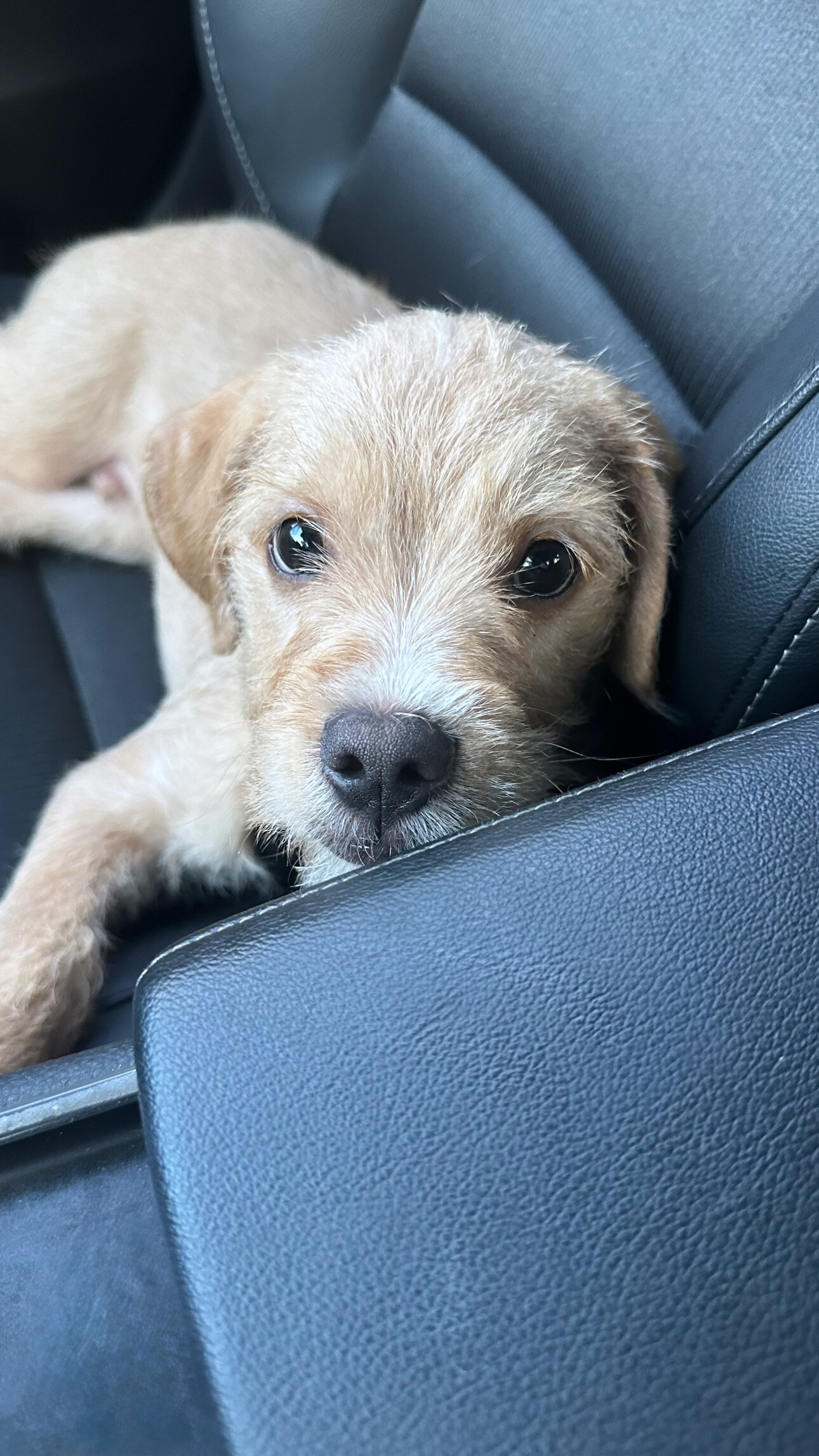 Dog for Sale (Bengi) image 4