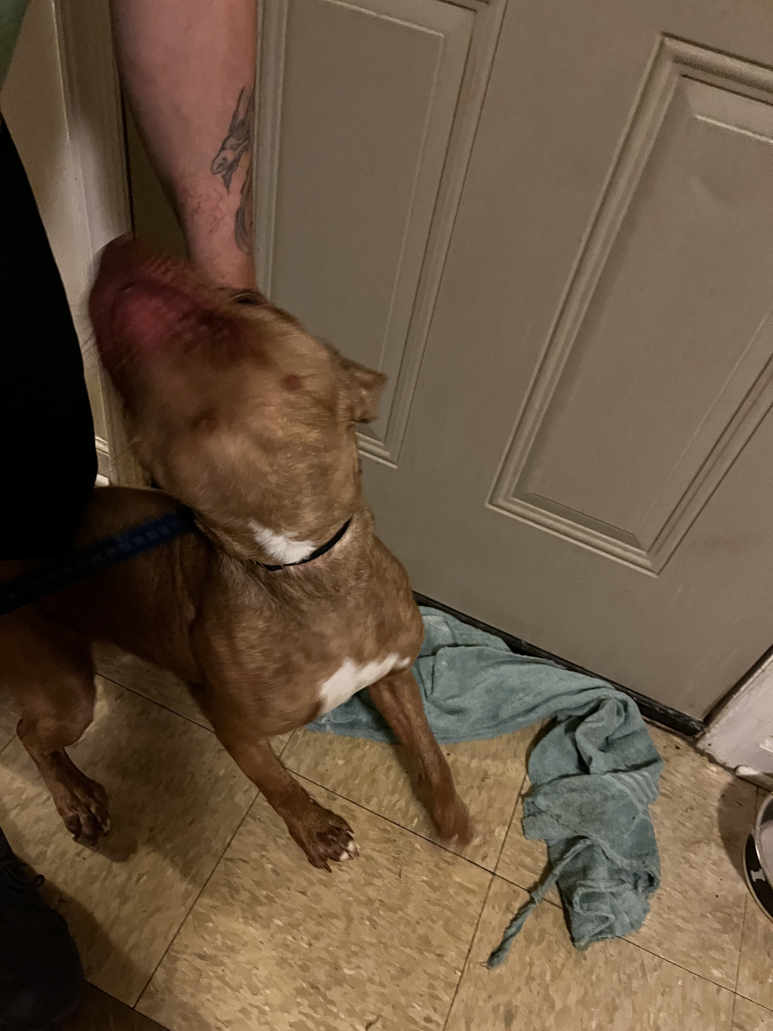 Pit bull terrier image 2