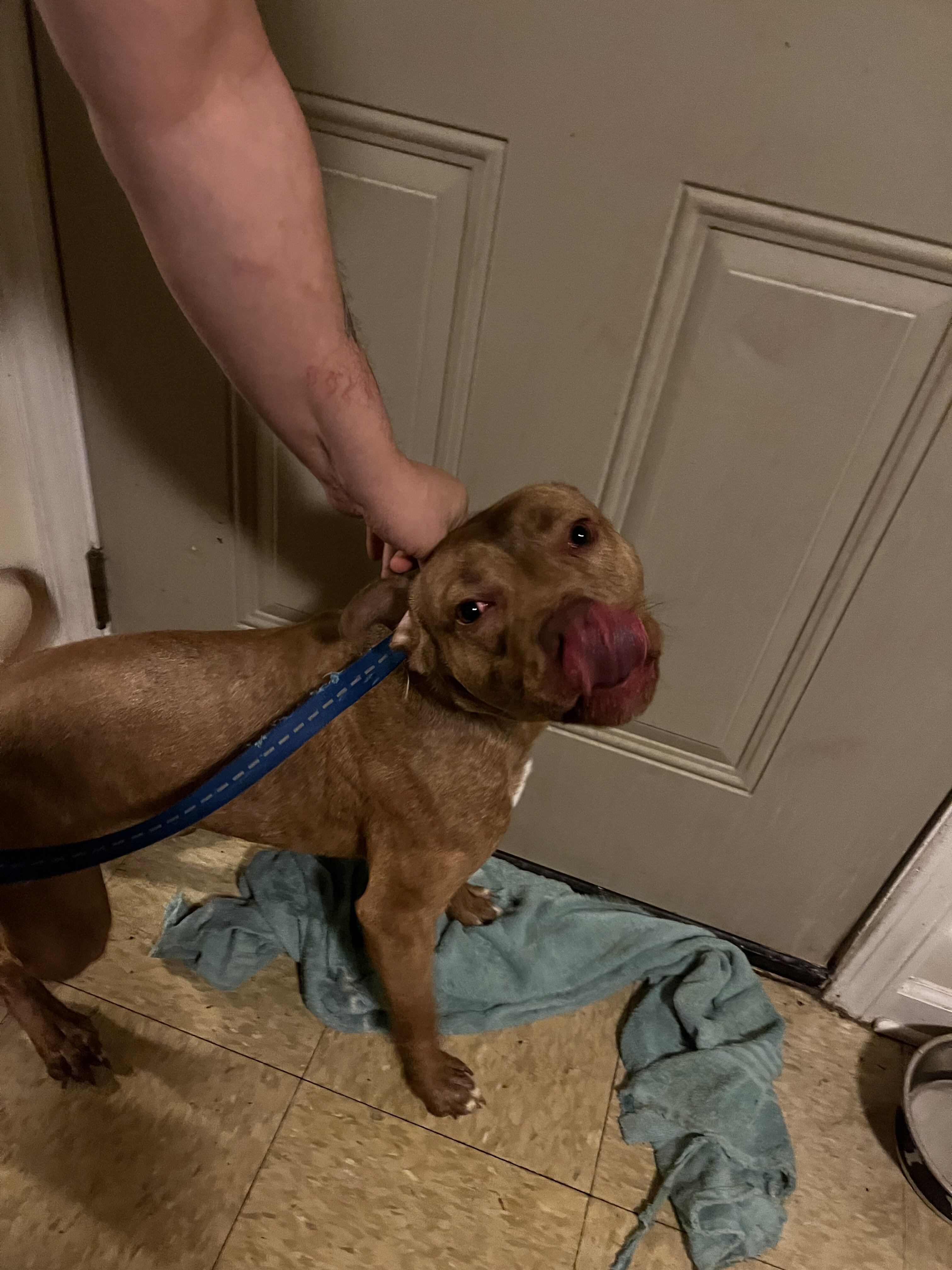 Pit bull terrier image 3