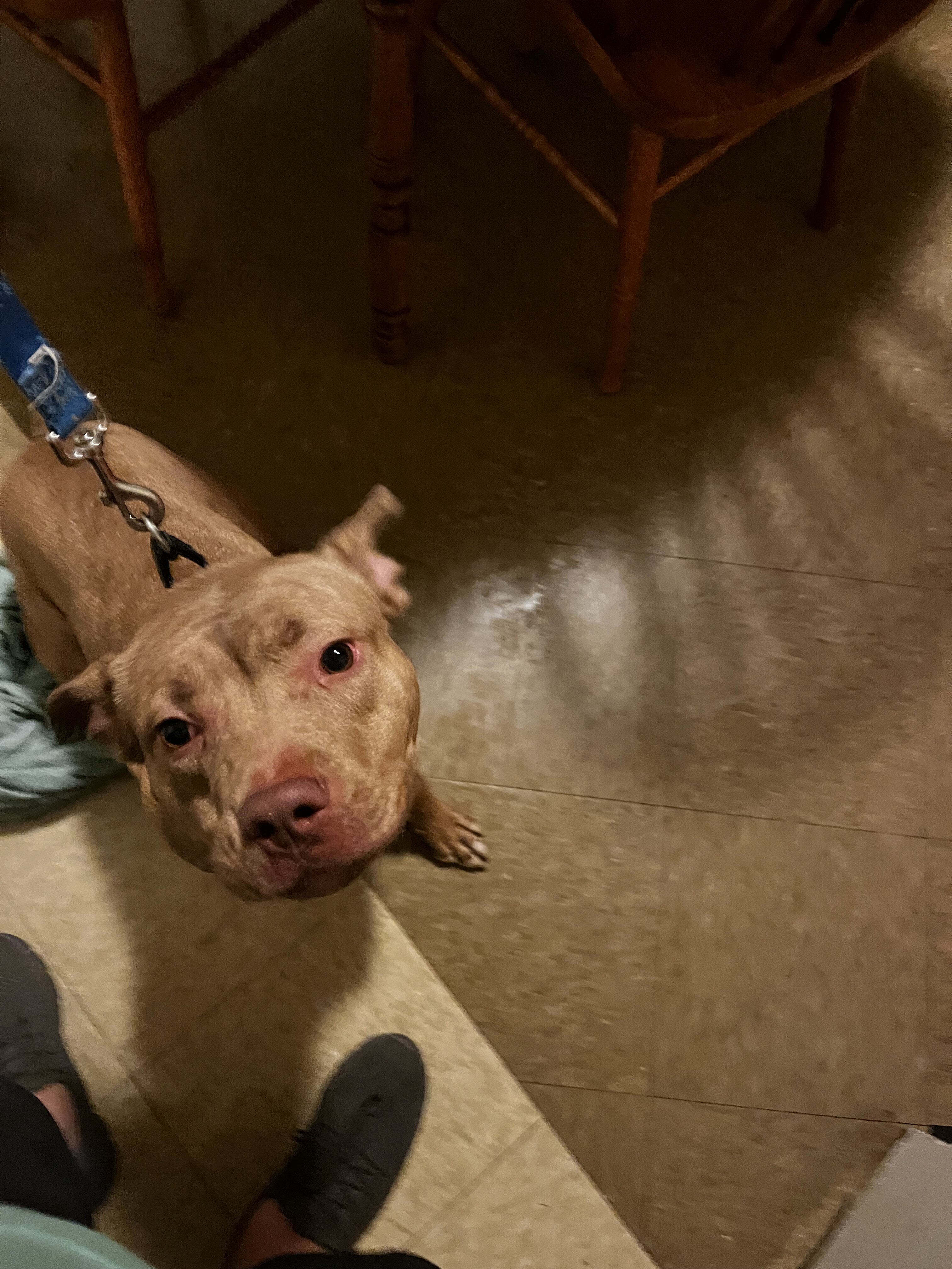 Pit bull terrier image 1