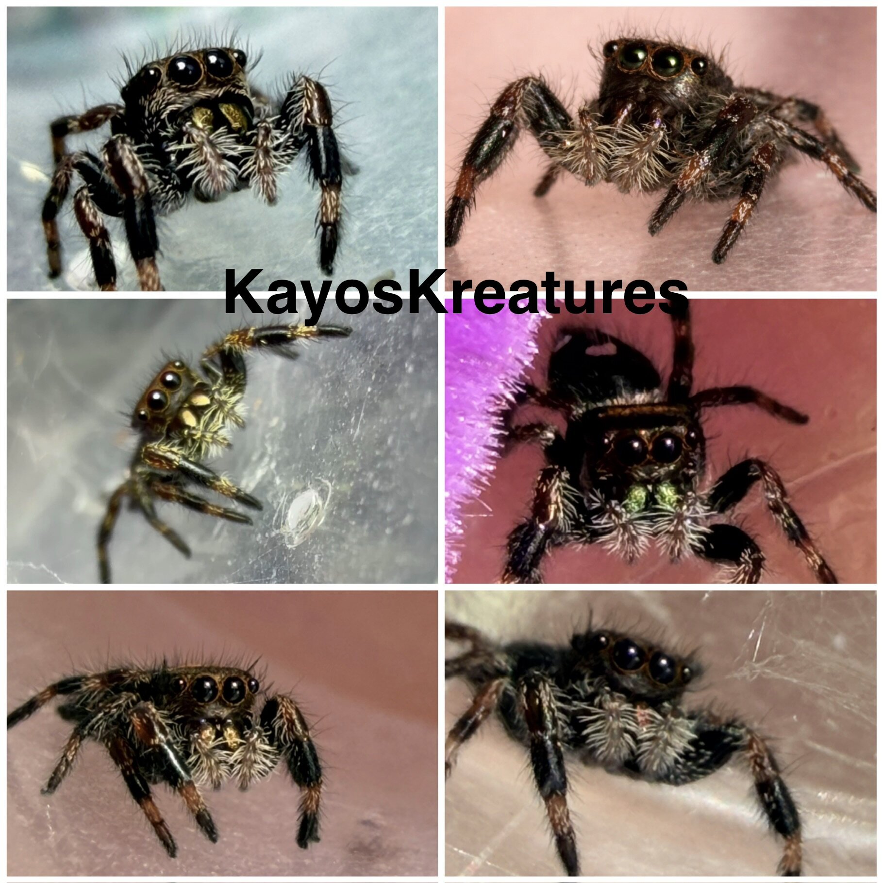 Regal jumping spider slings image 3