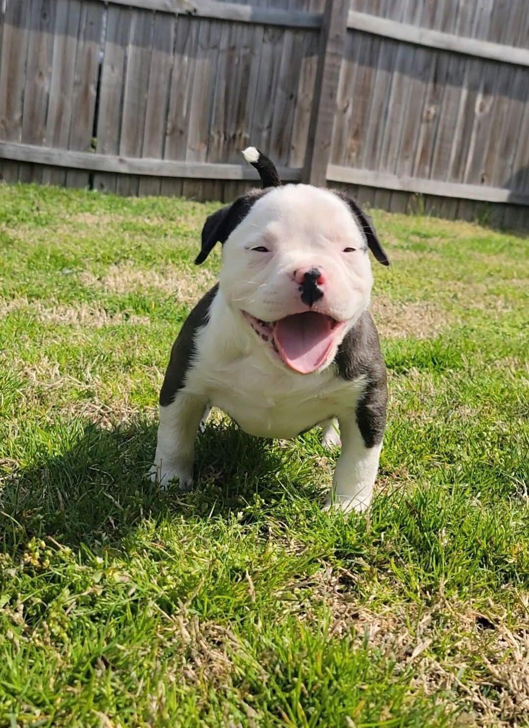 American Bully Puppy image 1