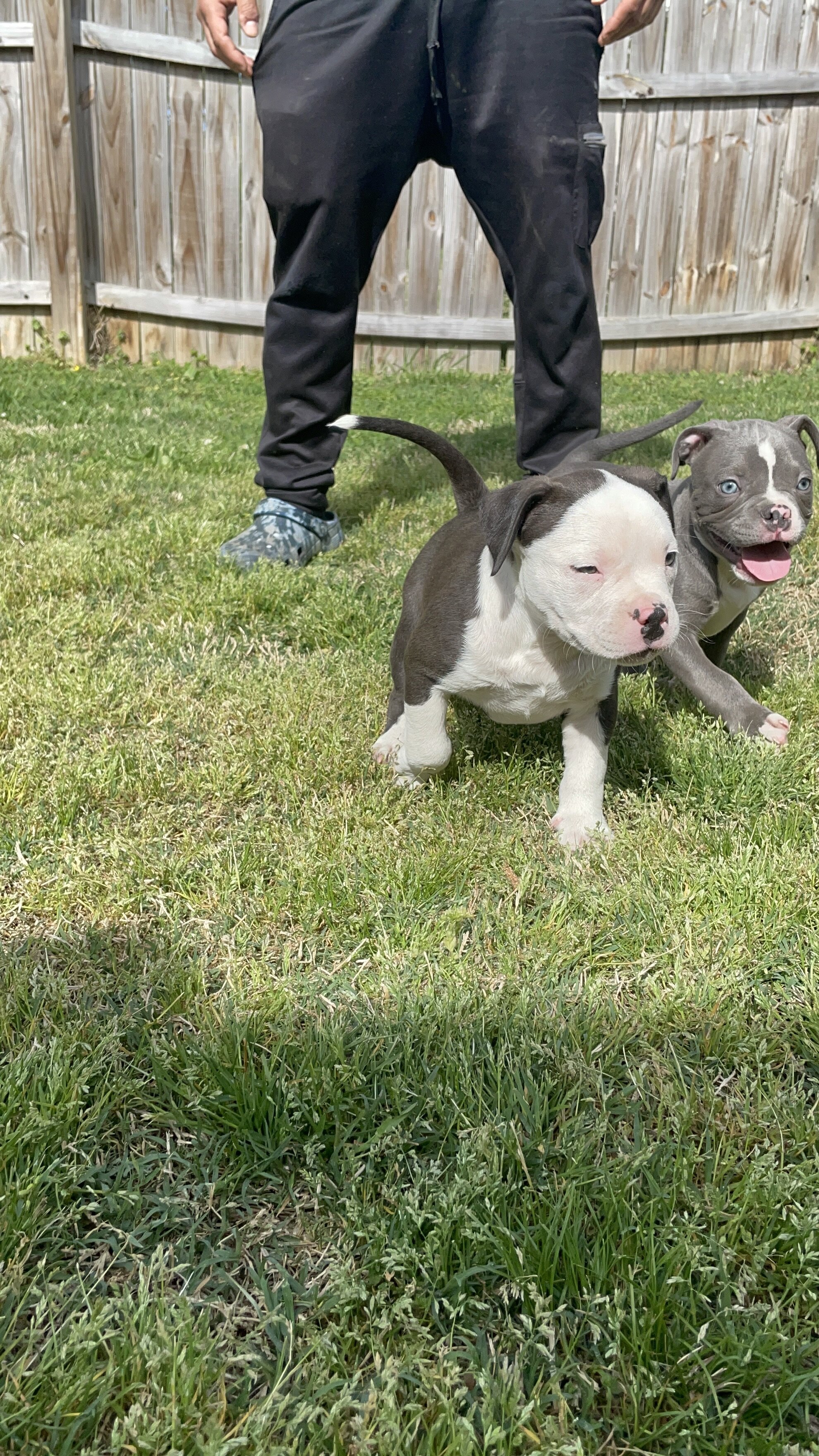 American Bully Puppy image 3